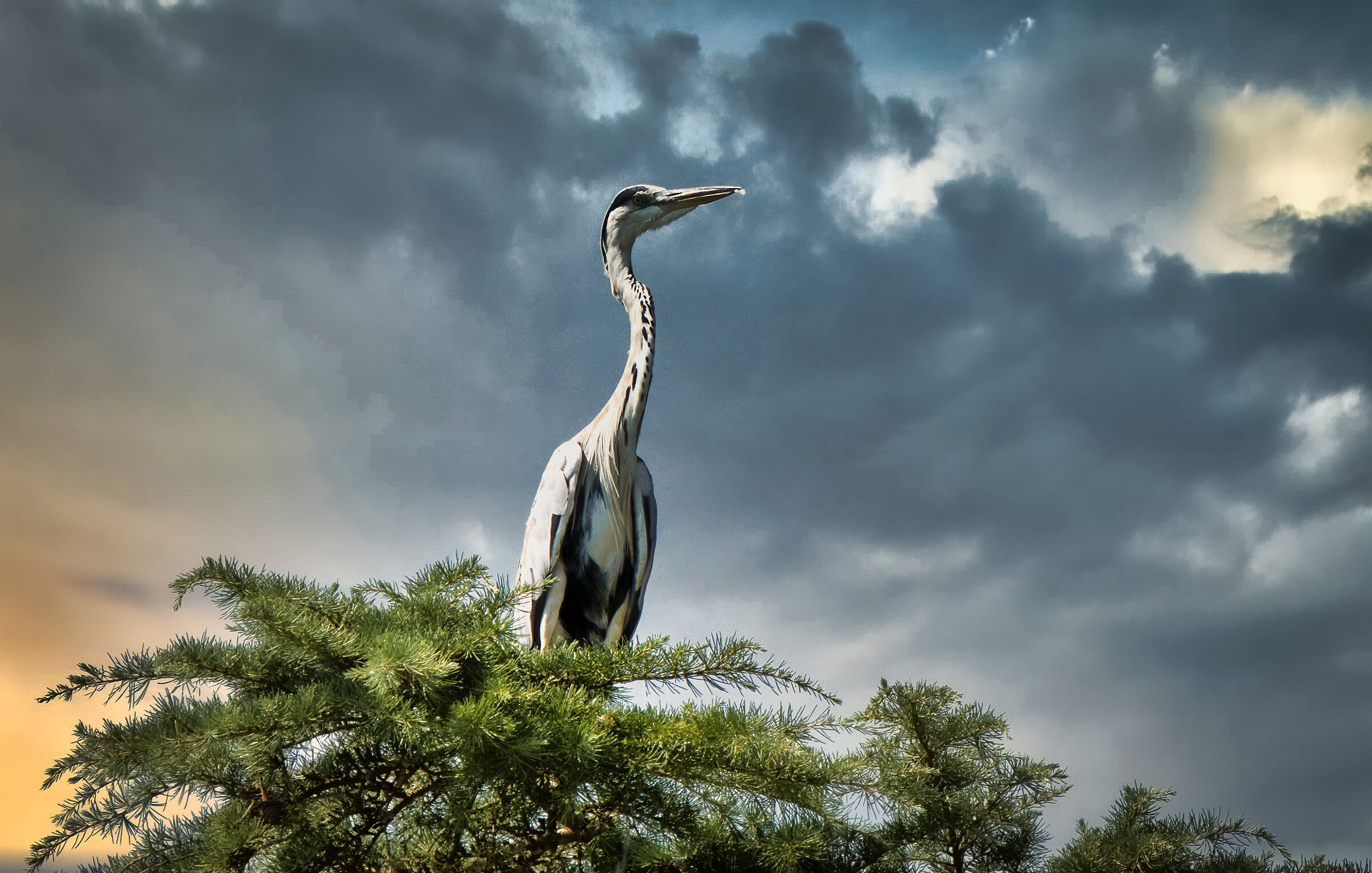 Heron