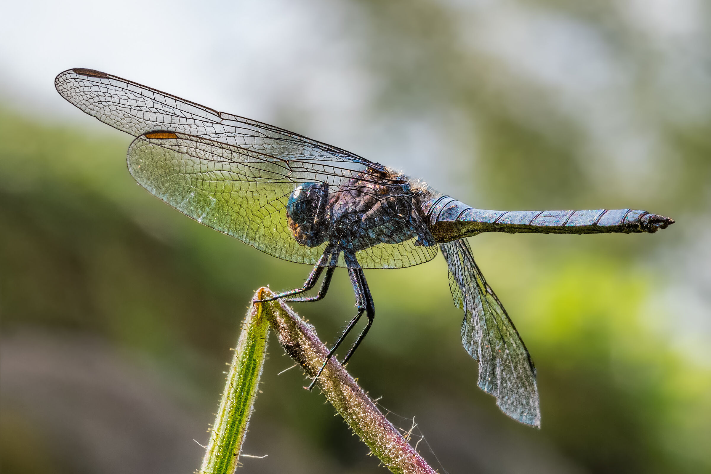 Libellula azzurra