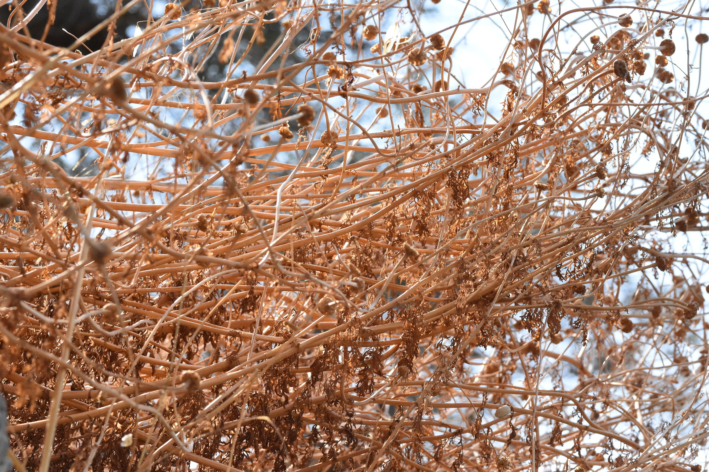 " 1/ 8.0 0 0 ", F. 6.7, ISO 4.0 0 0- Sigma 85, 1.4...