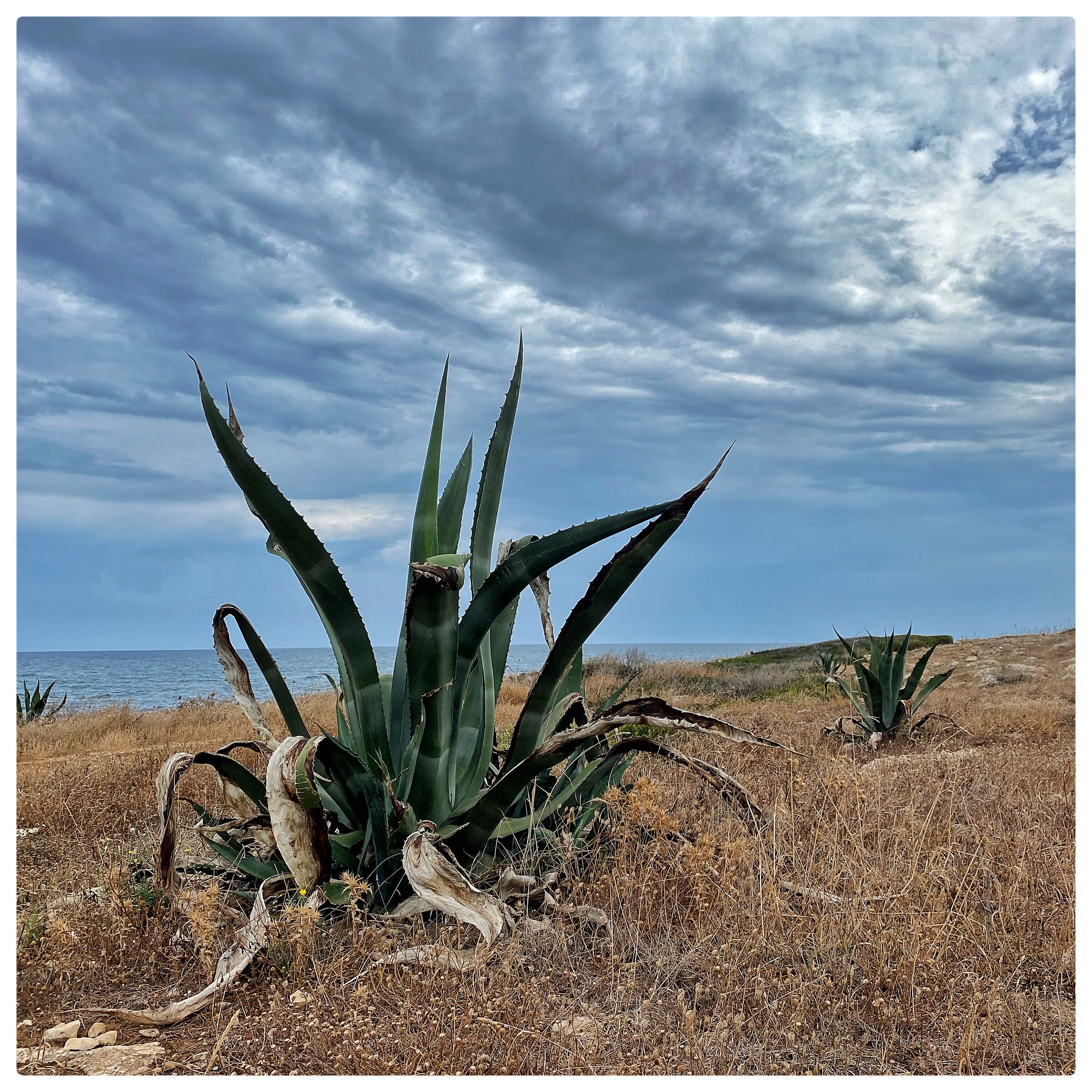Apulia- Ripagnola Coast