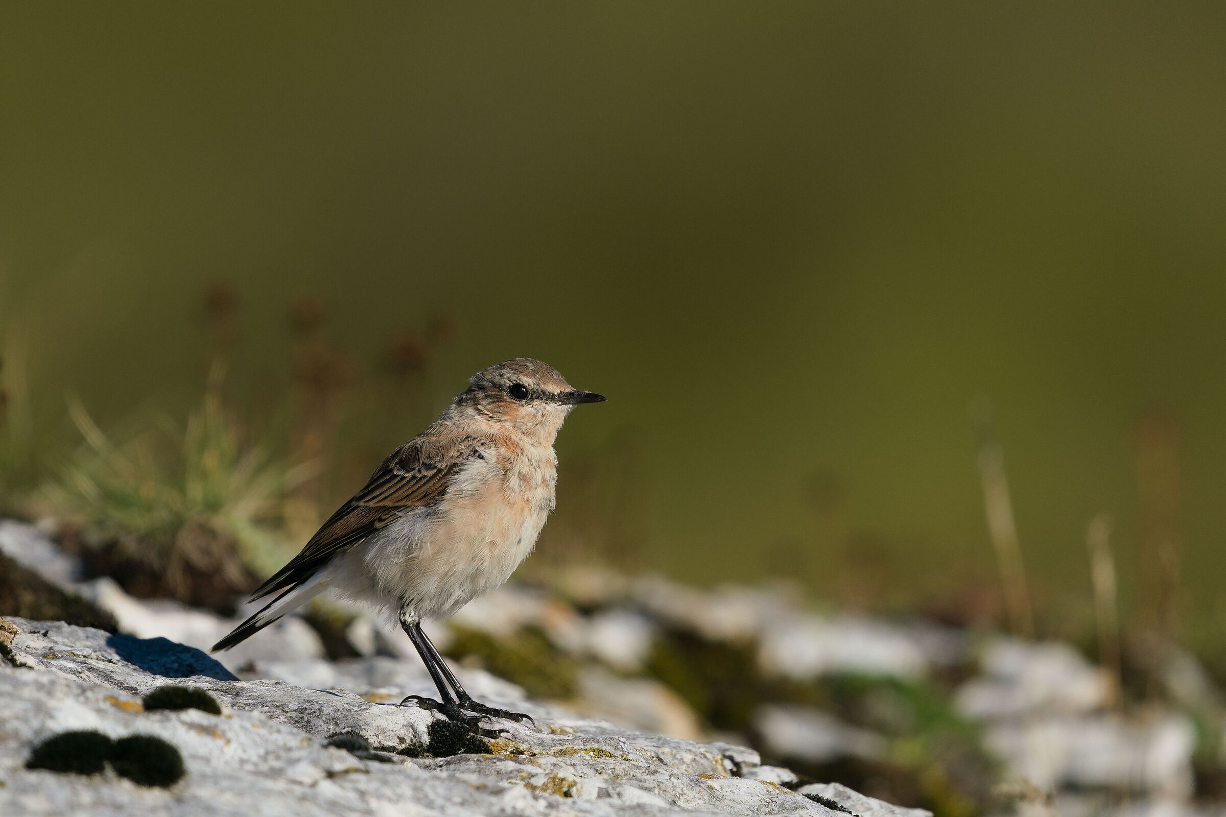 Northern wheatear