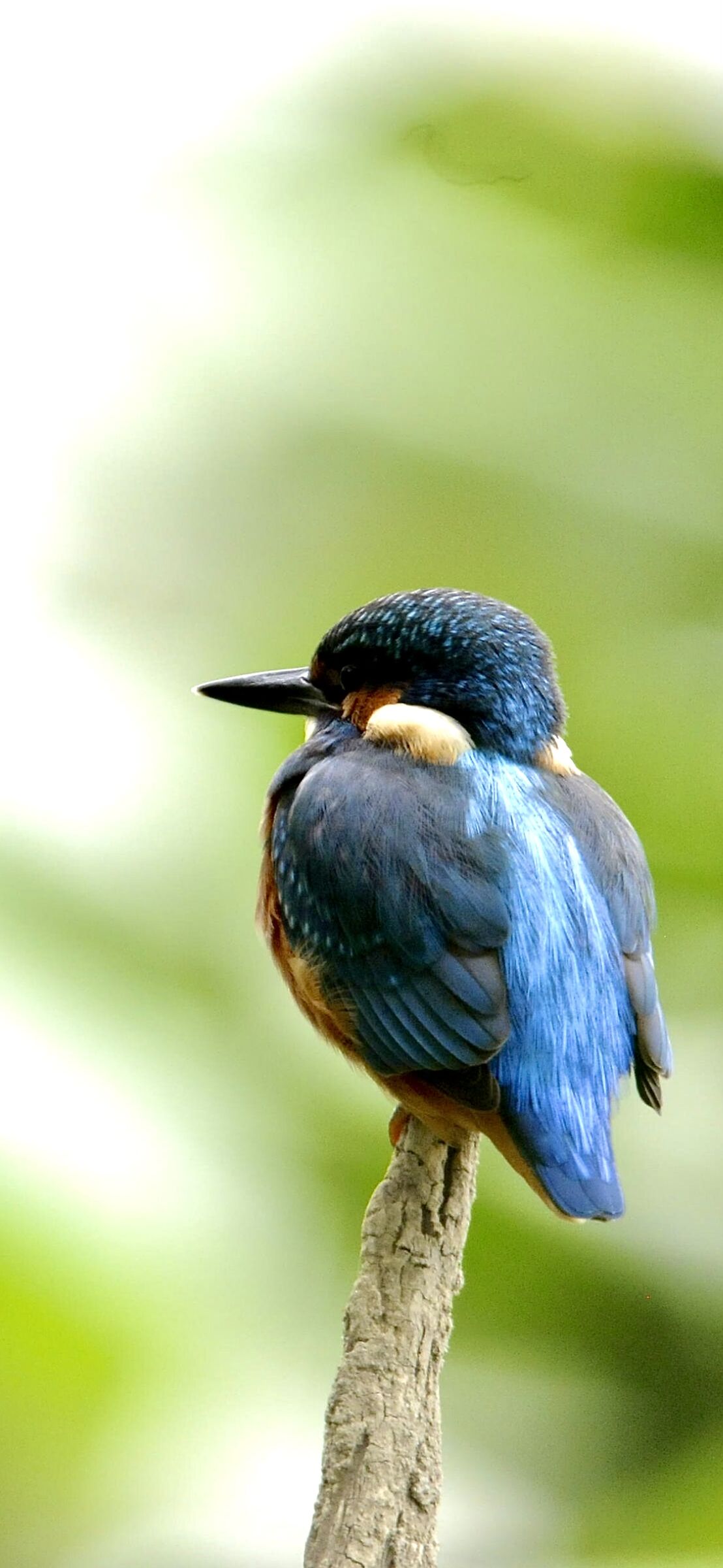 Kingfisher