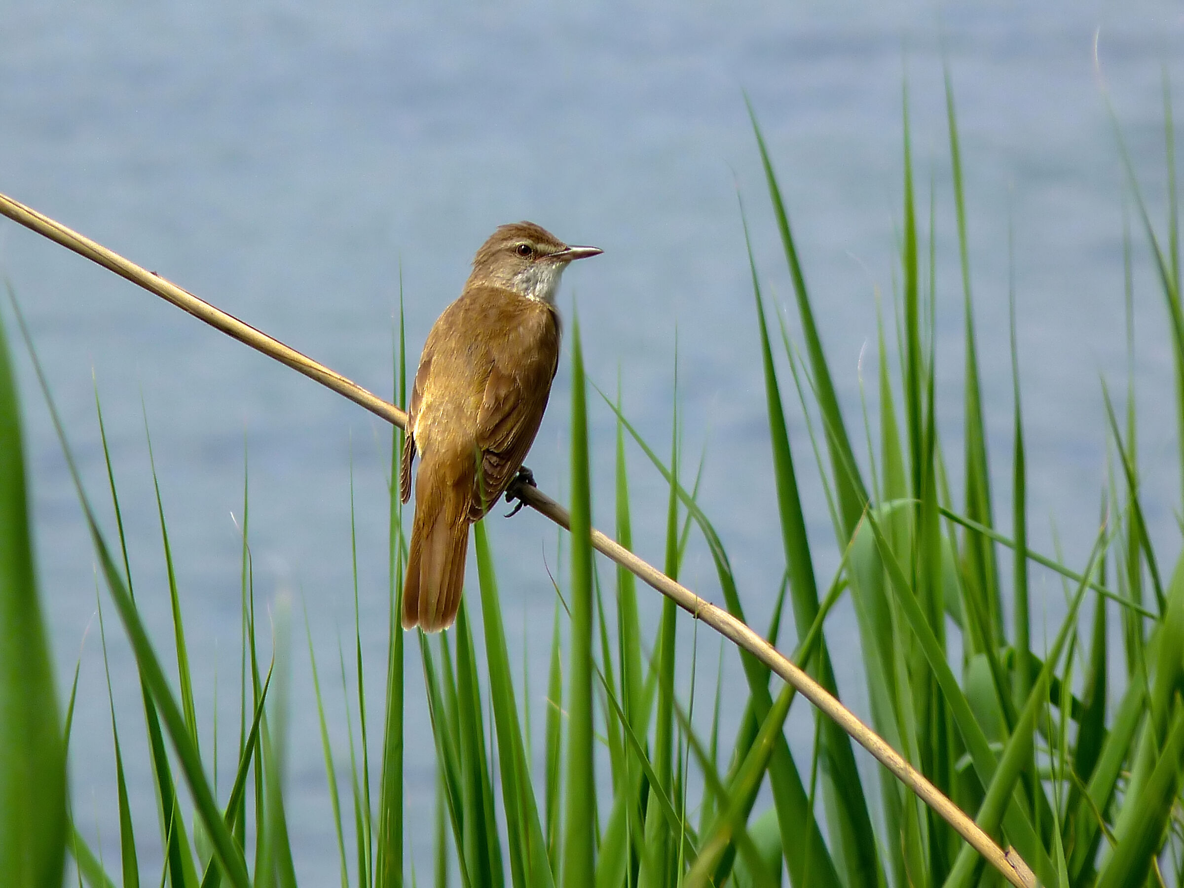 Acrocephalus arundinaceus