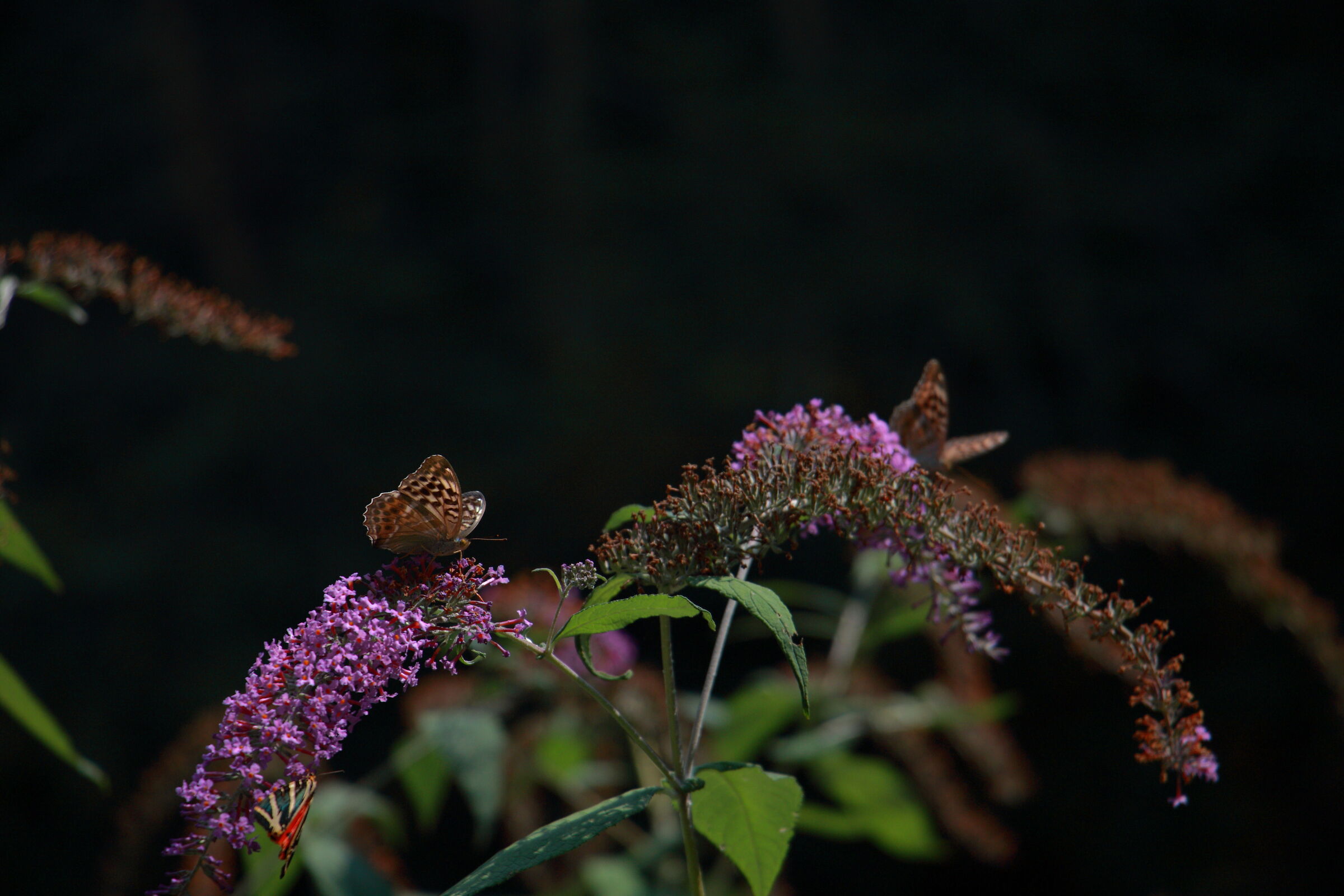 farfalle lungo il fiume Toce