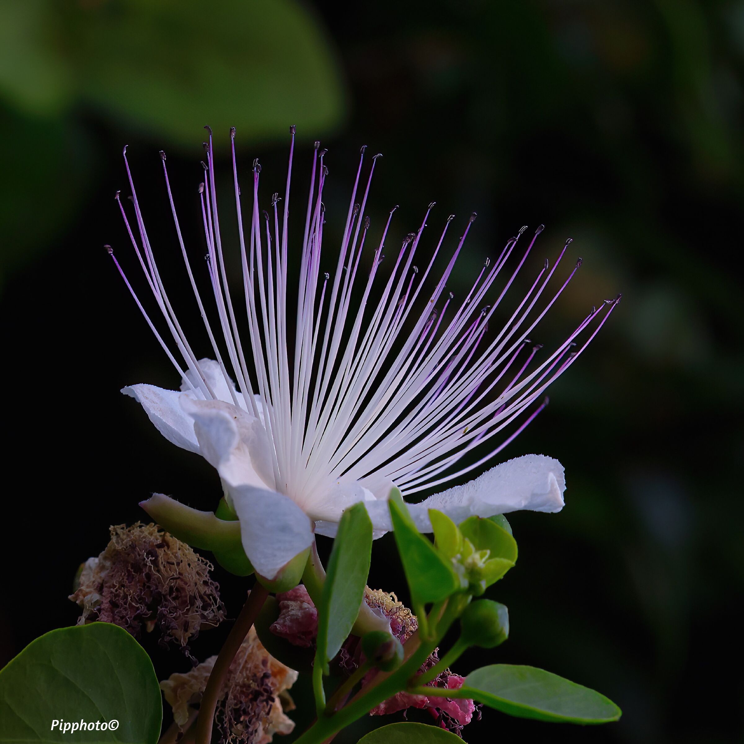 Capparis Spinosa Ligusticum