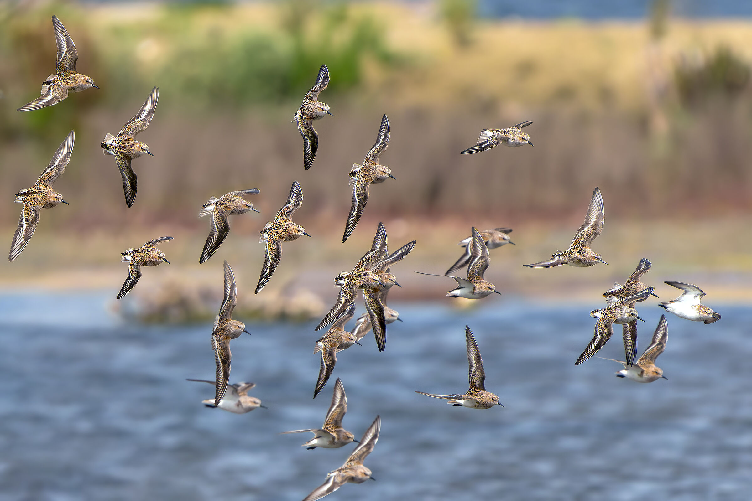 Gambecchi in migrazione primaverile