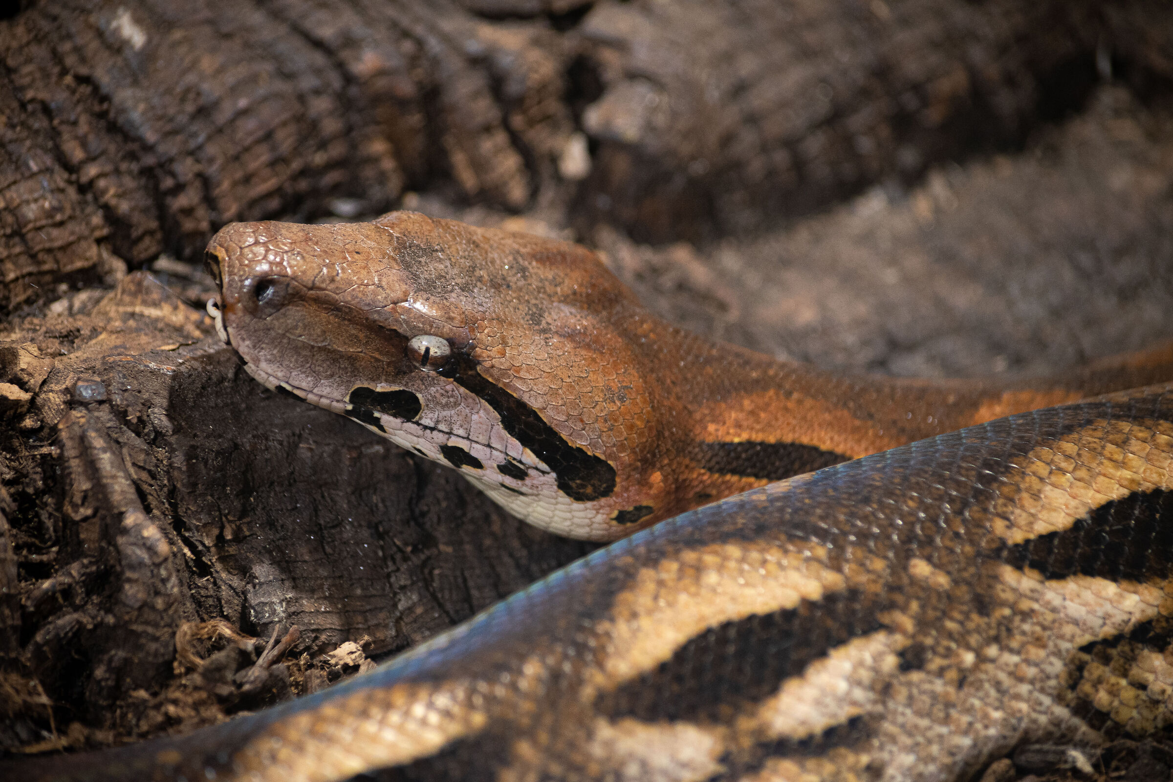 Boa Constrictor