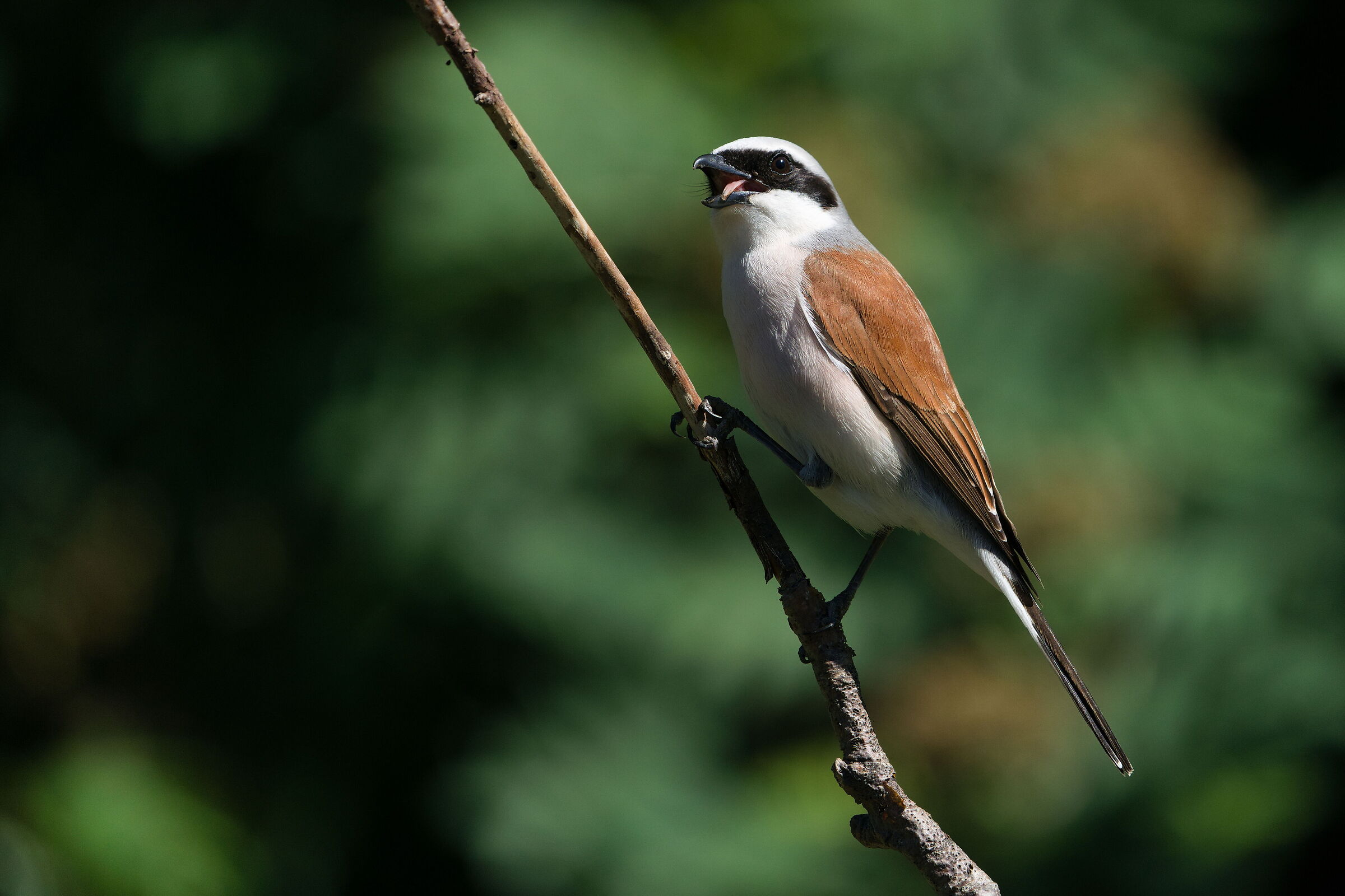 Red-backed shrike