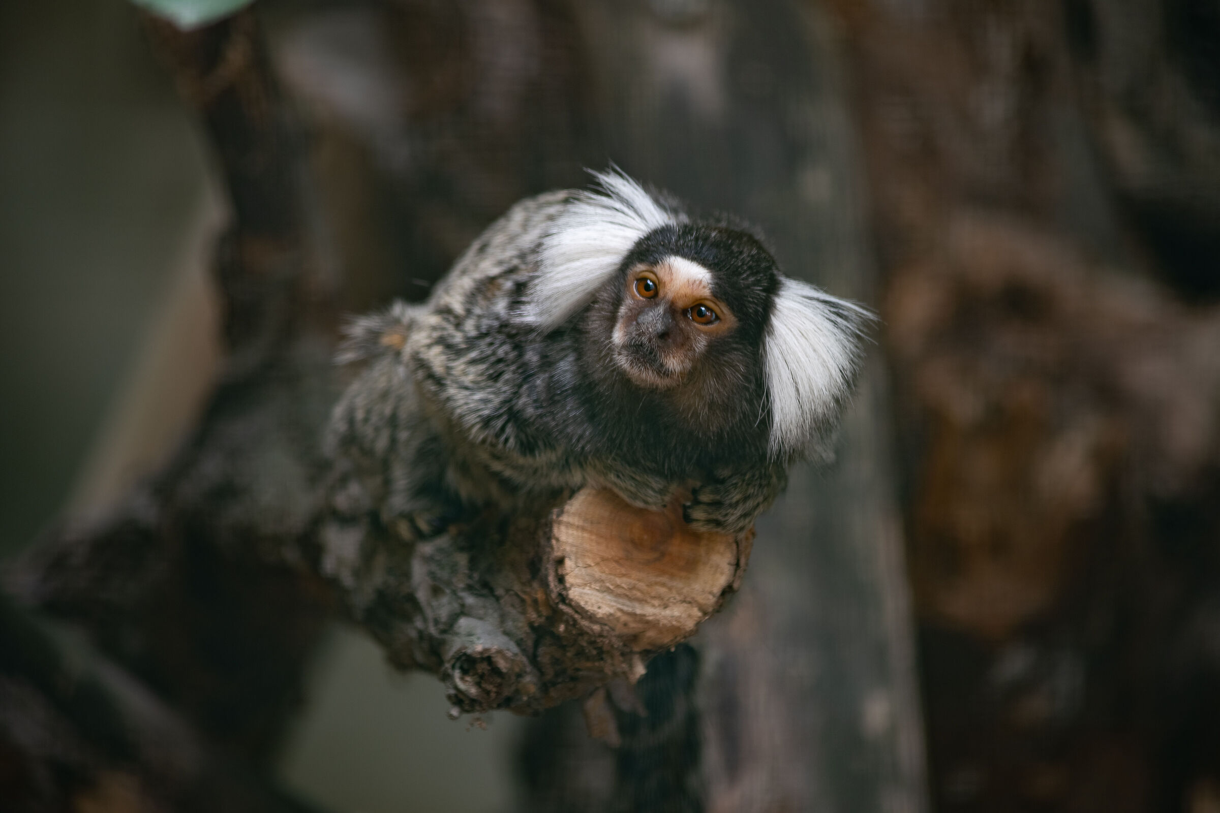 Marmoset 2