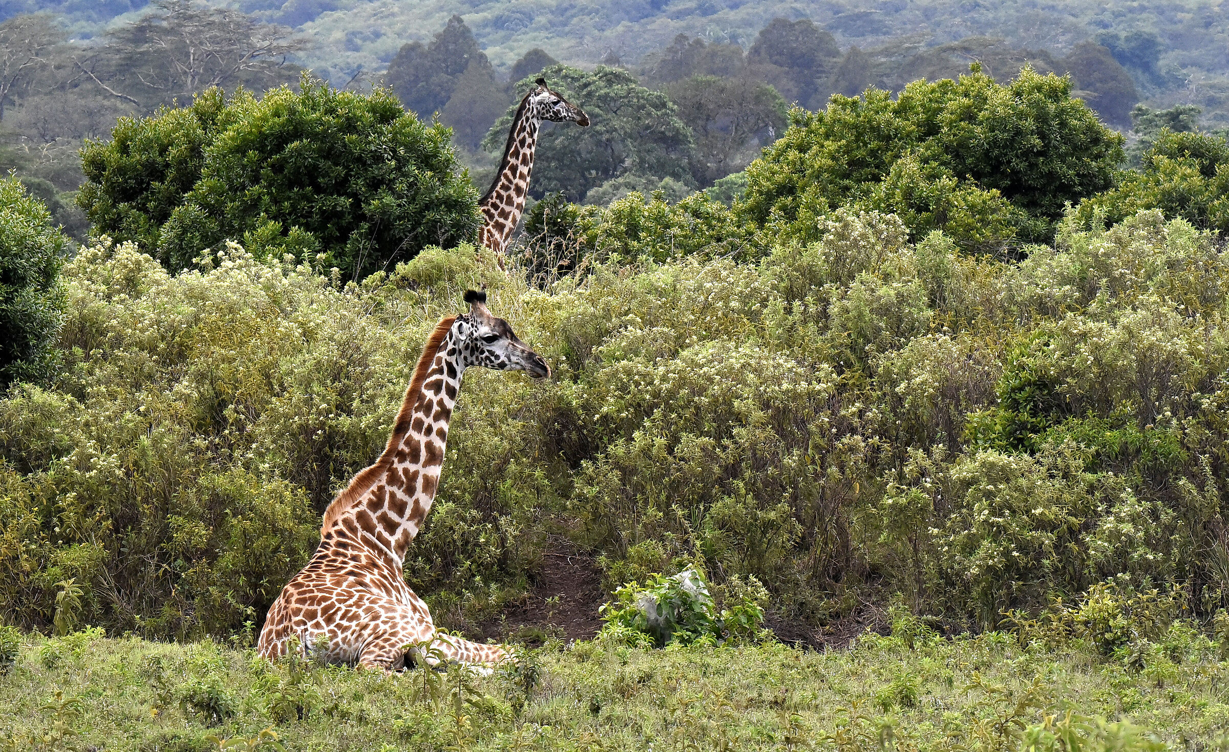 Giraffe