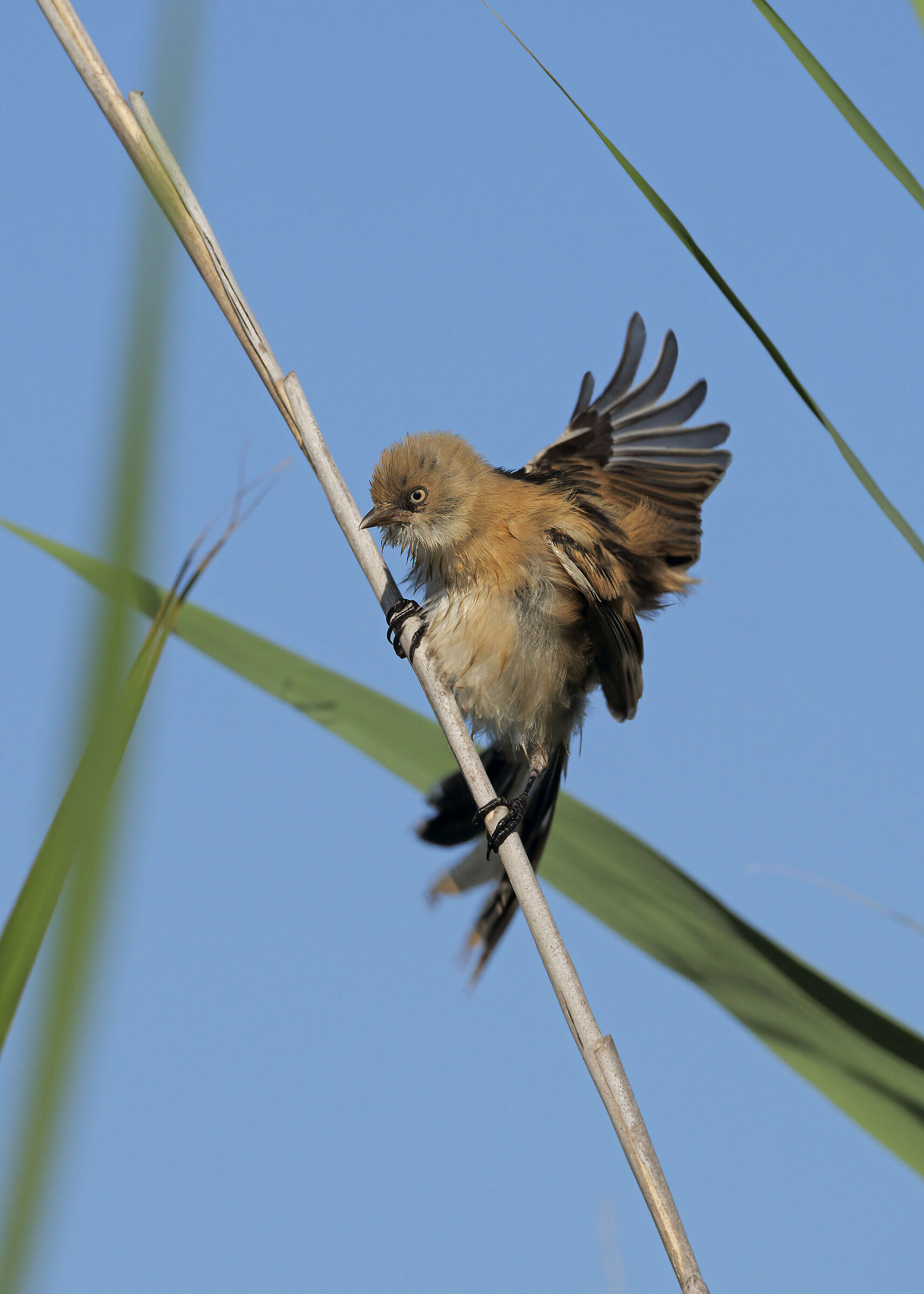 Basettina (Basettina)