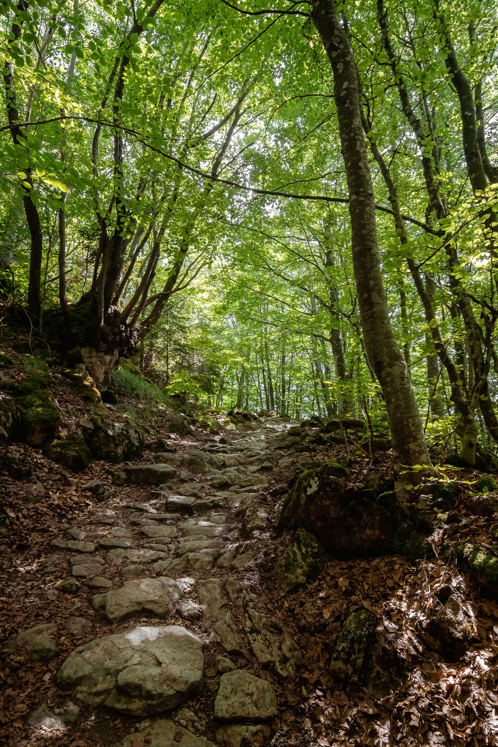 Direzione Monte Fumaiolo 2