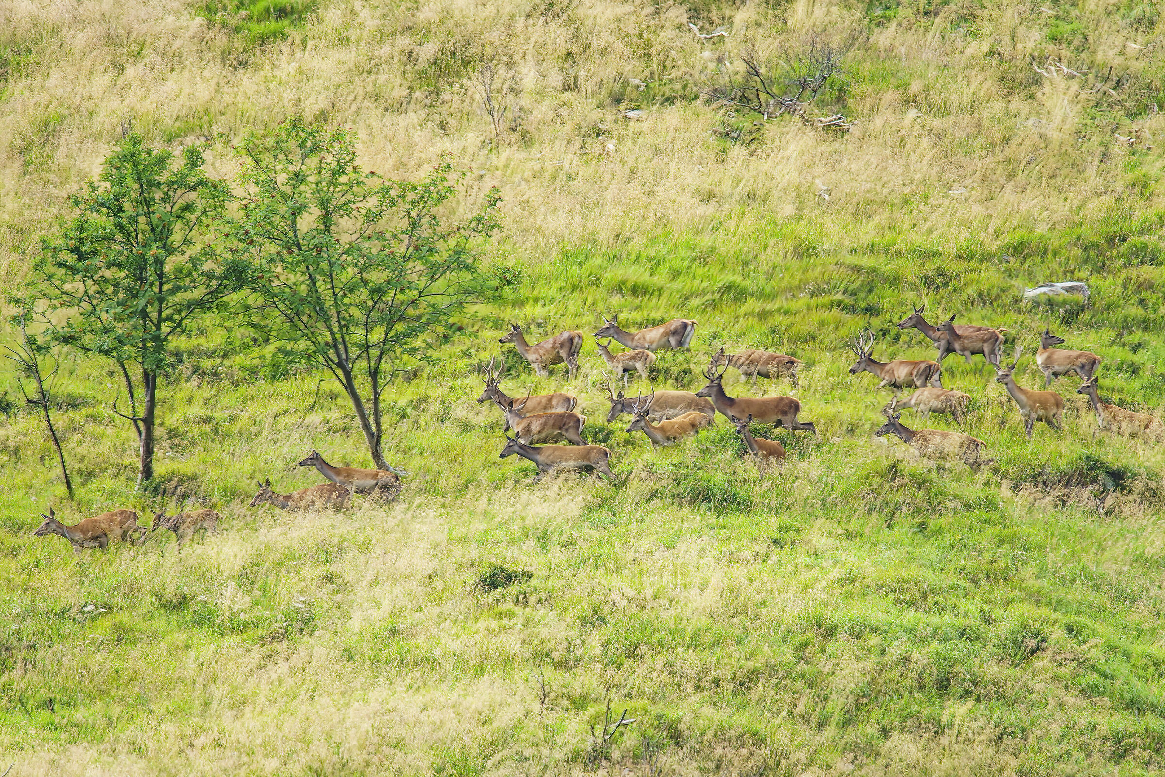 Group of deer on the run ( from me )