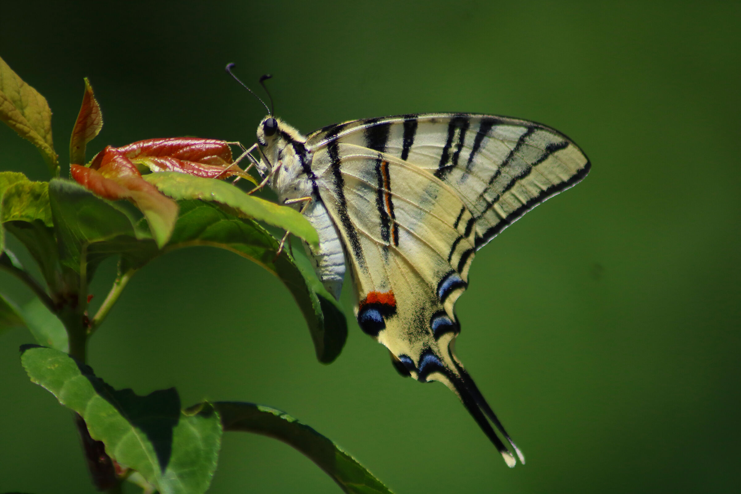 Iphiclides podalirius