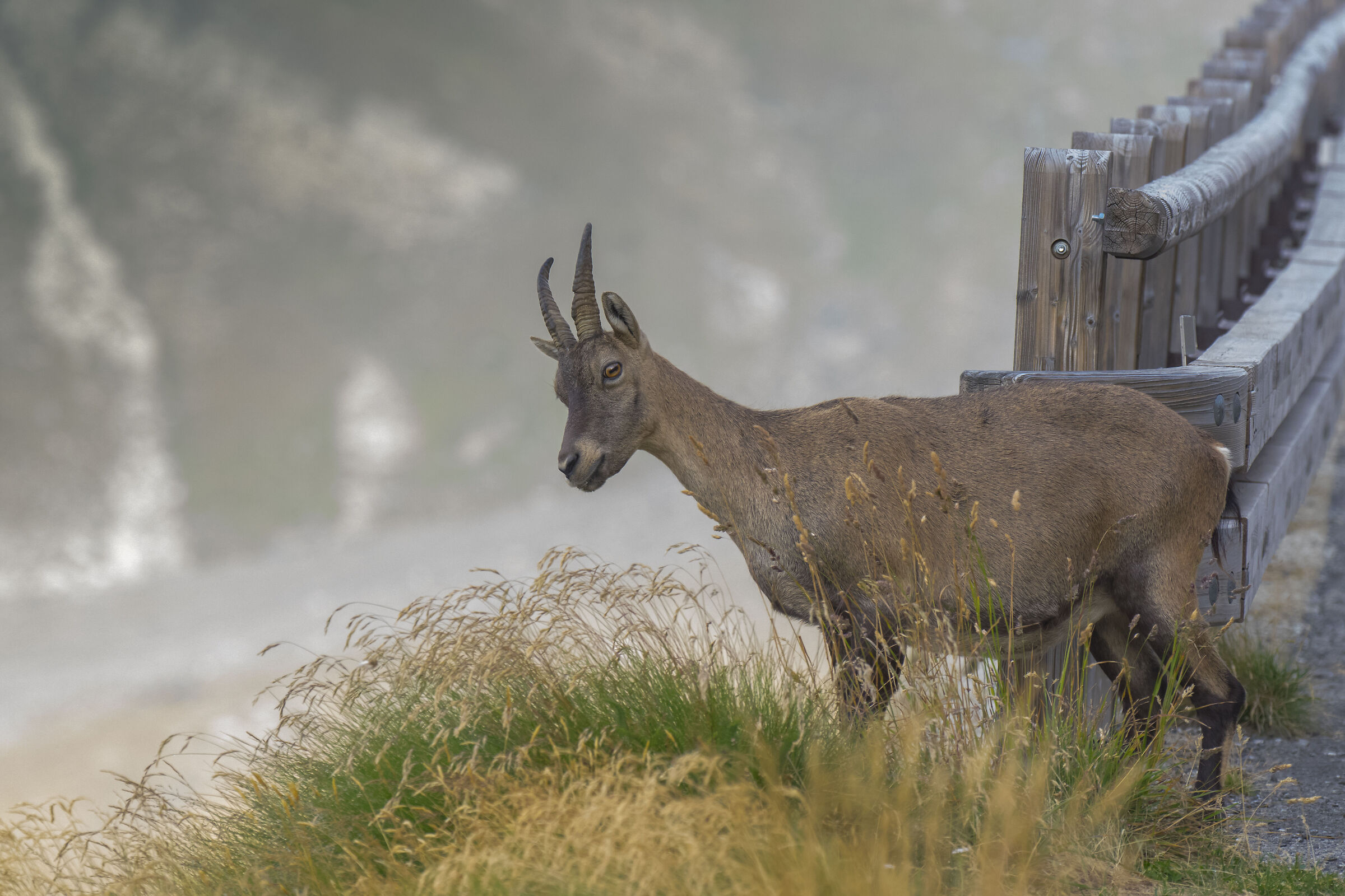Curious ibex