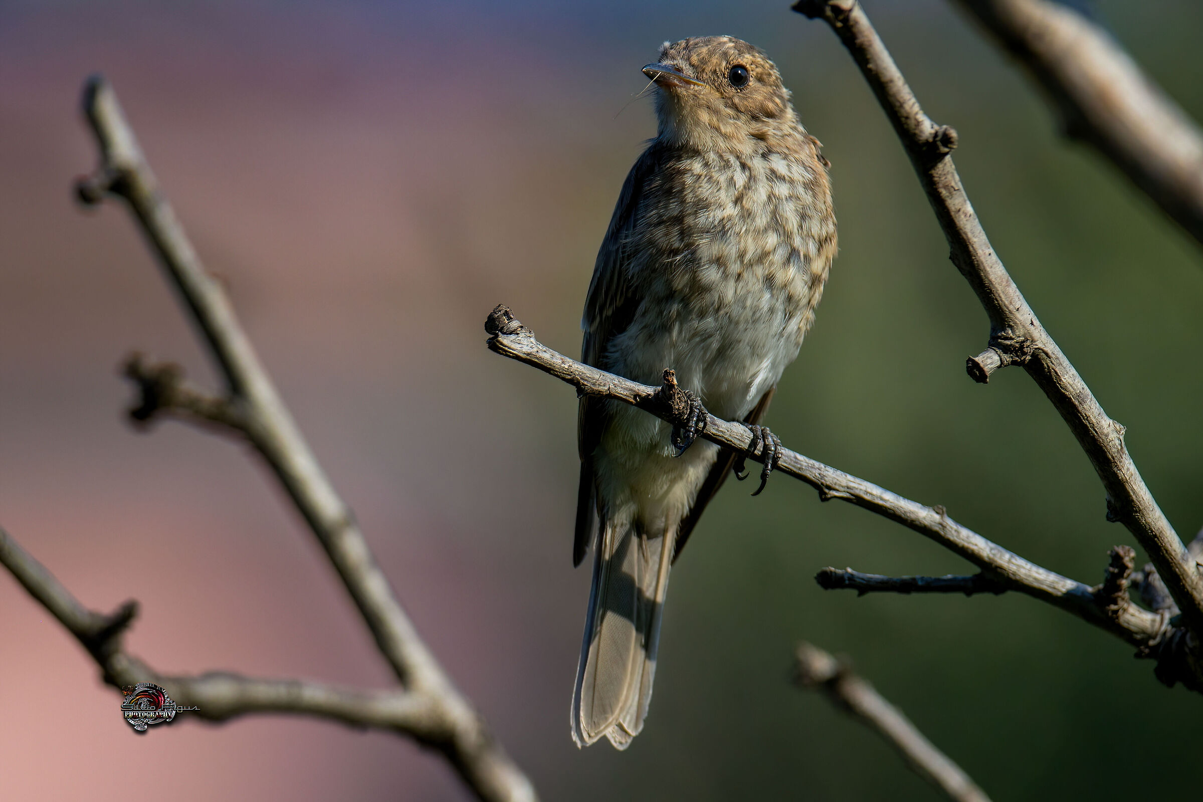 Young flycatcher 01