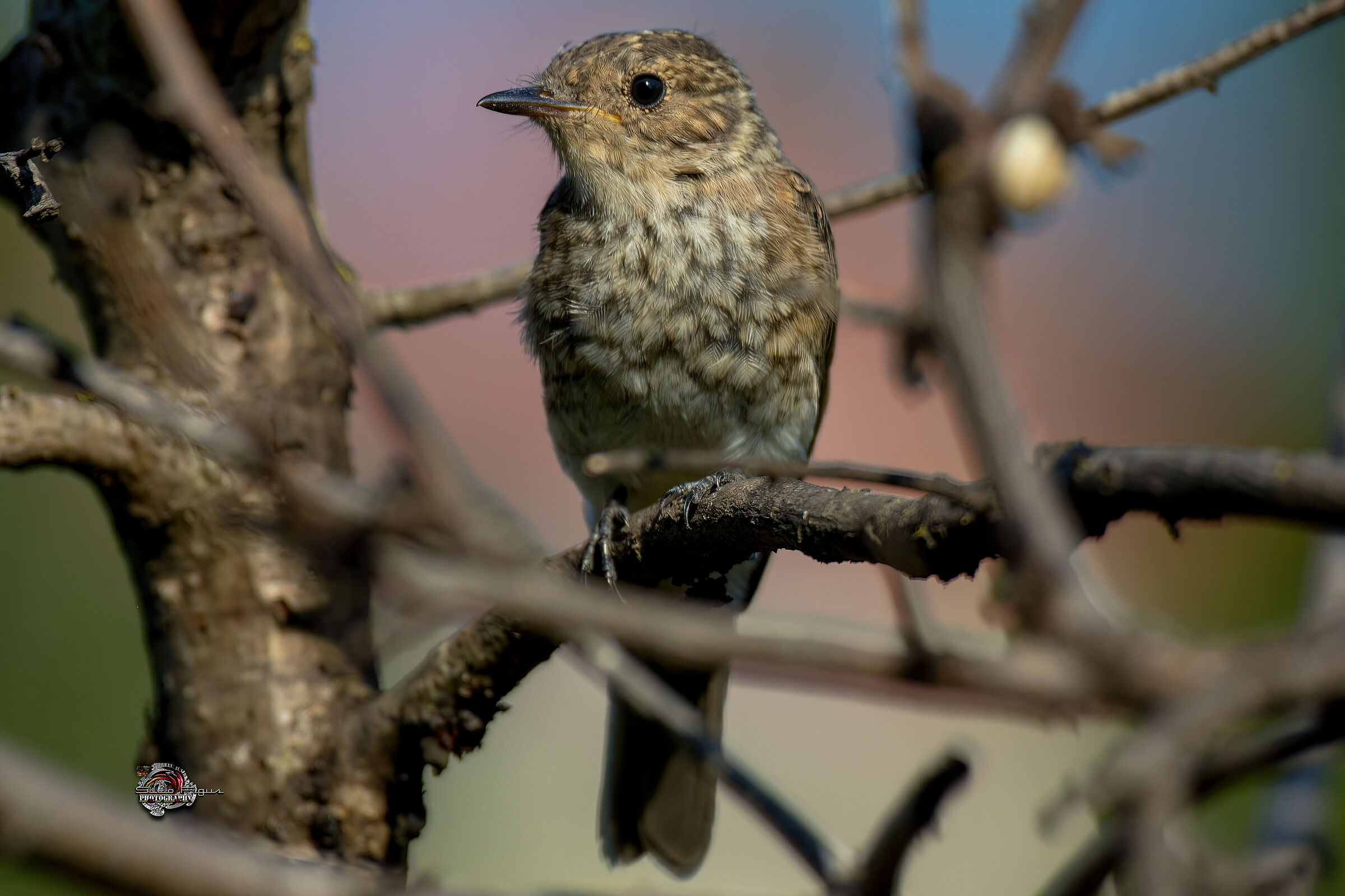 Young flycatcher 02