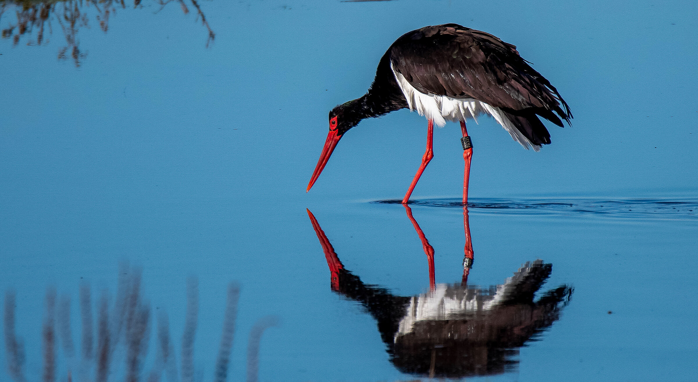Black stork
