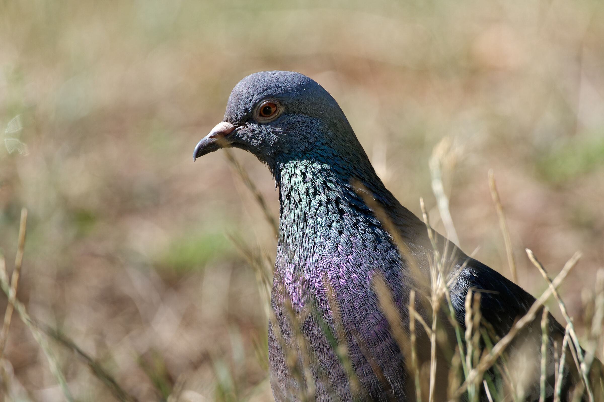 Iridescent pigeon