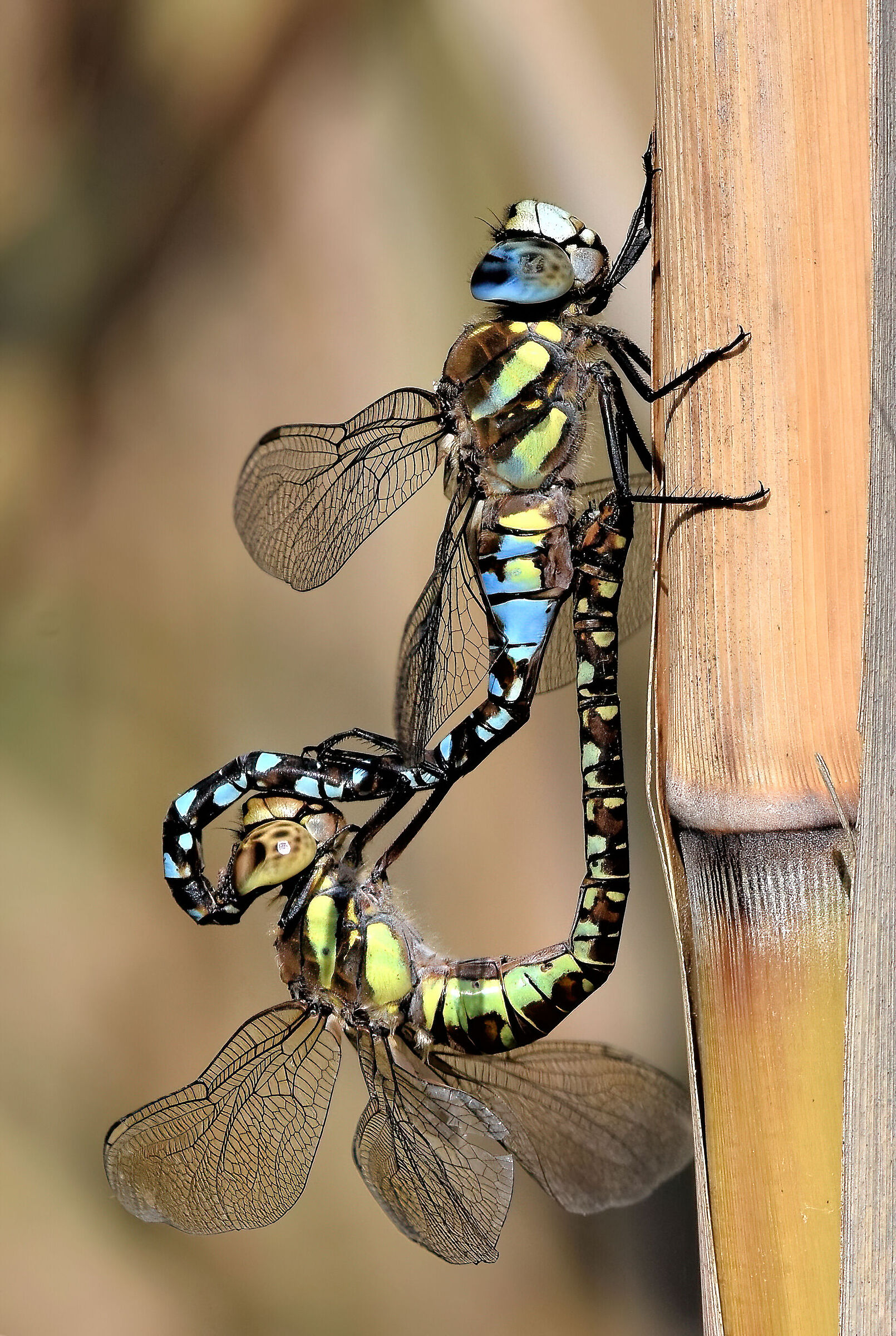 Dragonflies