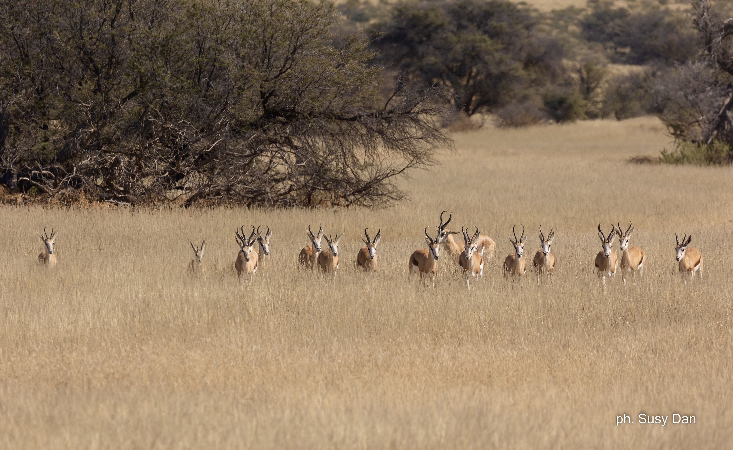 The Springboks enter the field