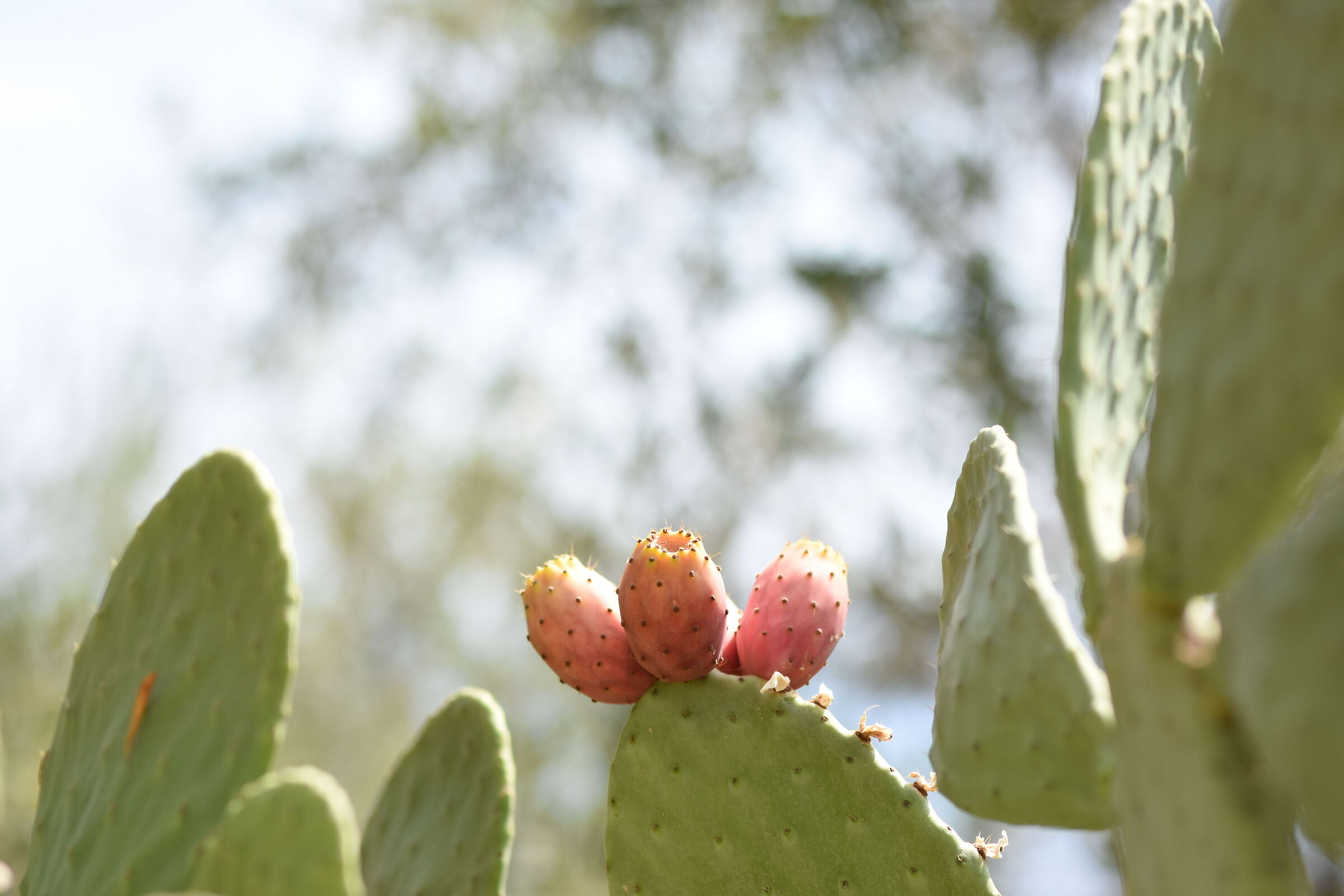 " F. 1.7 " 1/ 8.0 0 0, ISO 250- Sigma 85, 1.4 Art