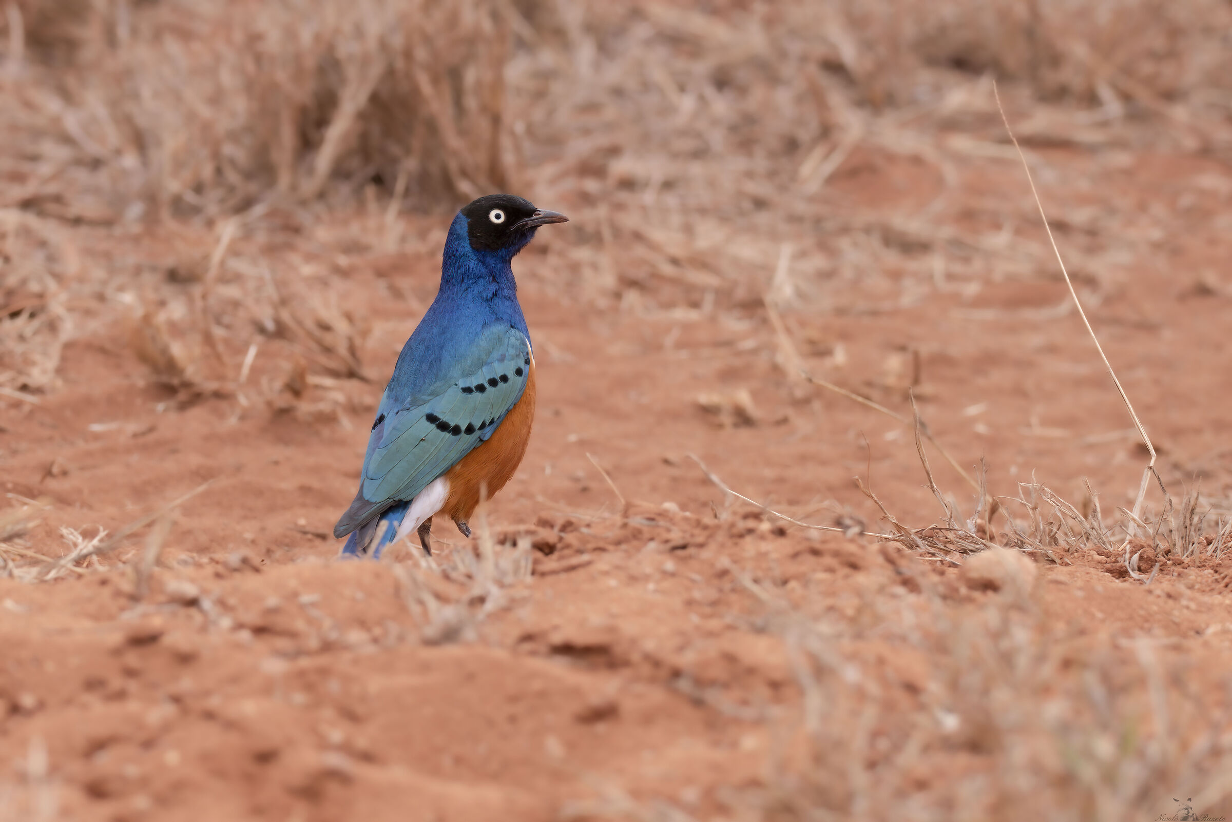 Superb starling