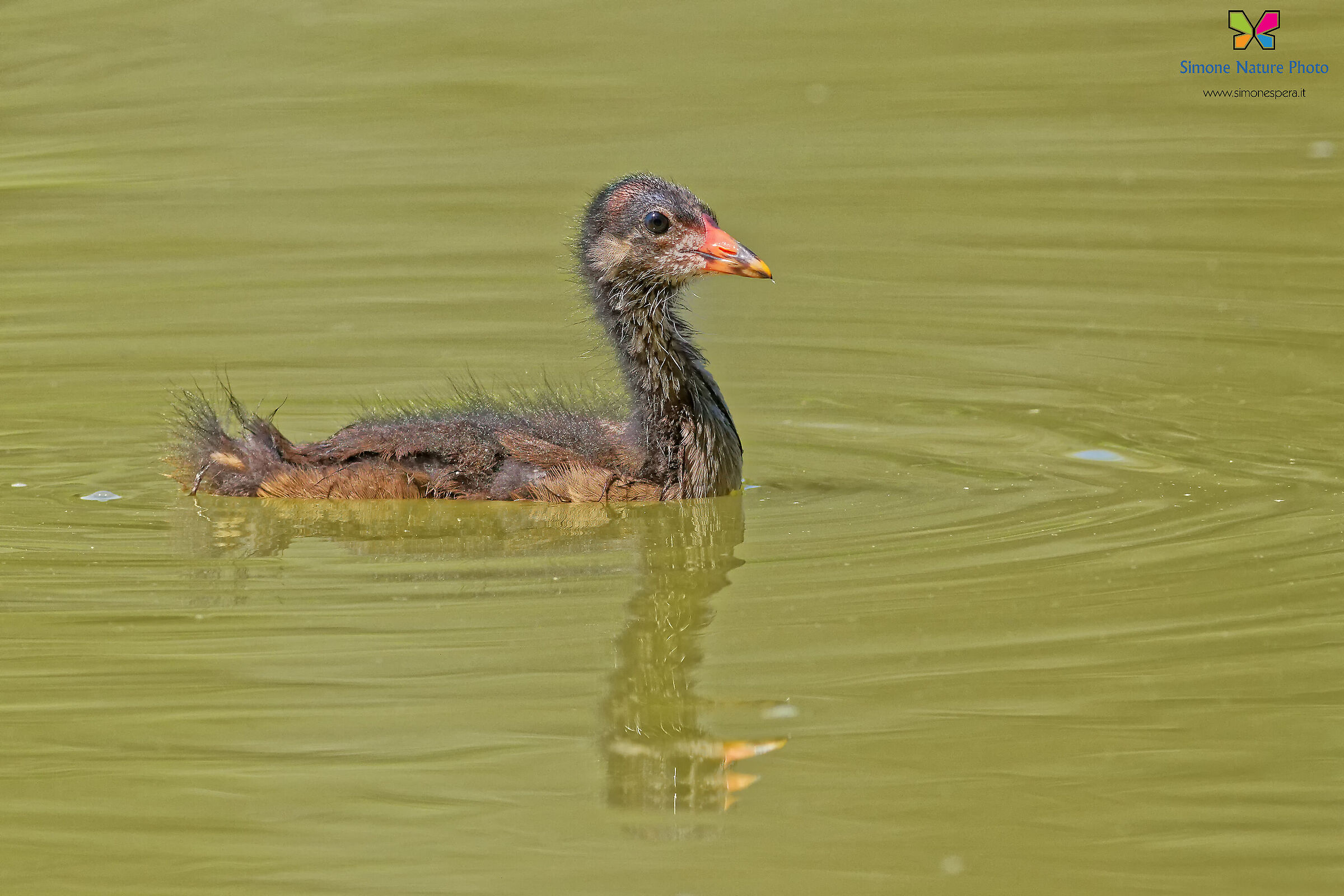 Juv. Moorhen