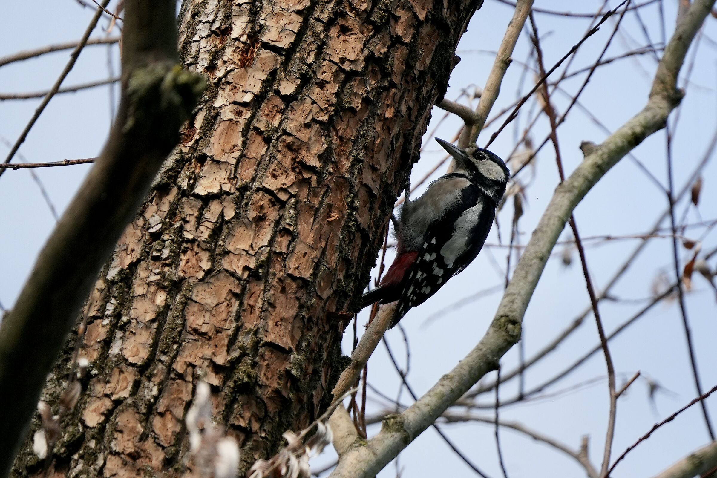 Red woodpecker