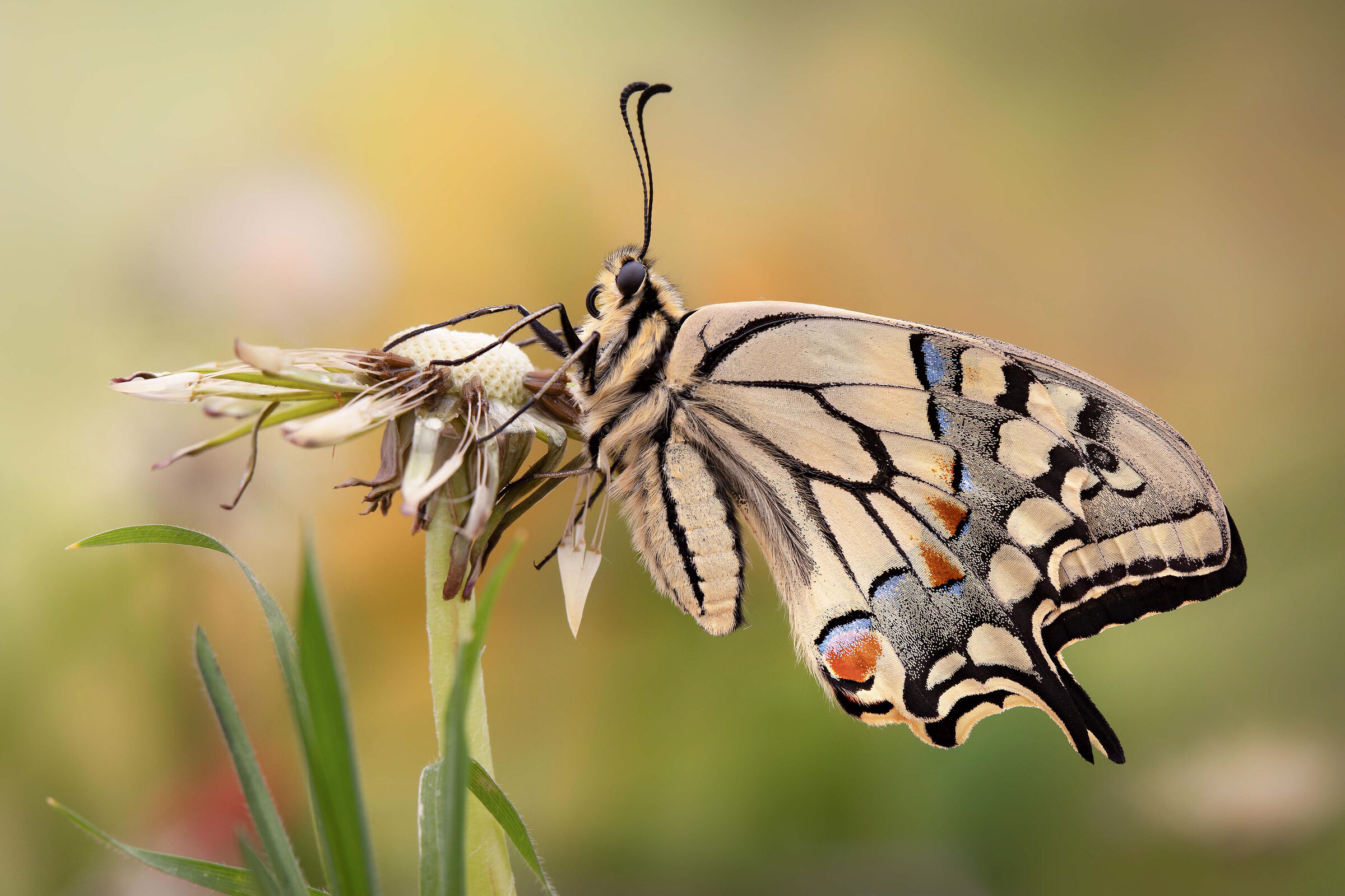Papilio Machaon