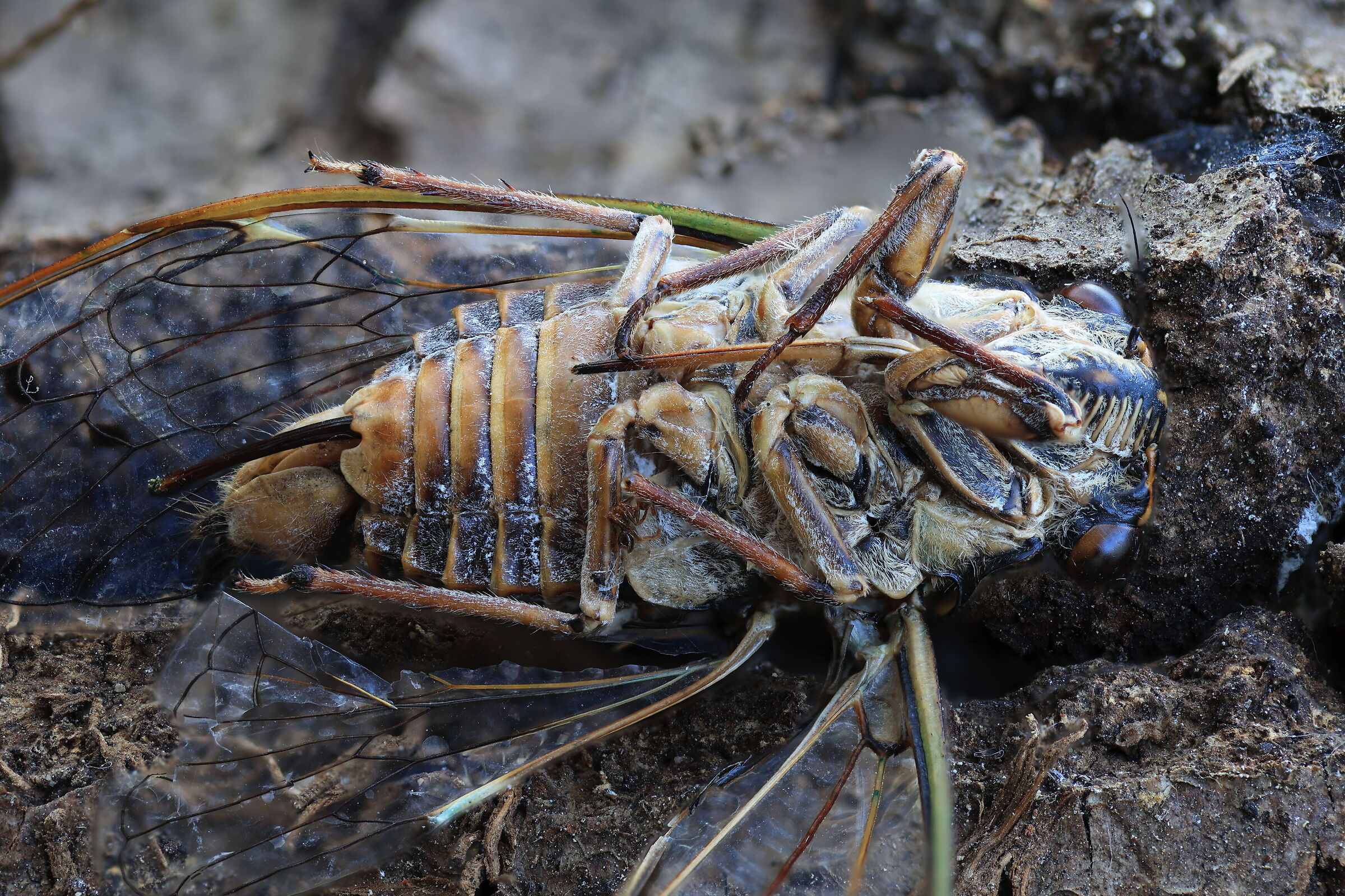A cicada at the end of the season ...