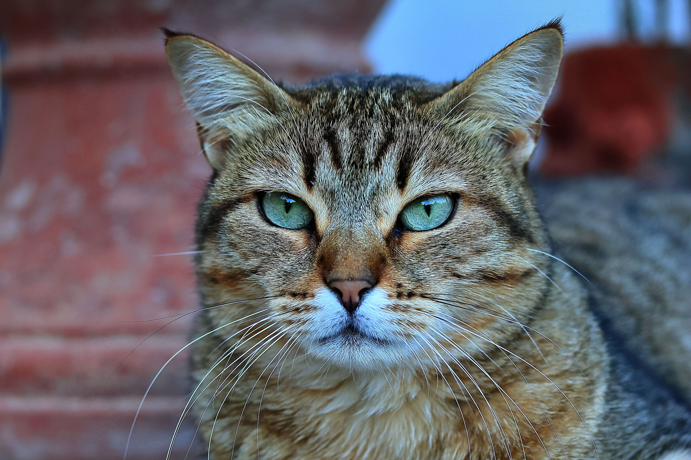 Una gatta veramente fotogenica
