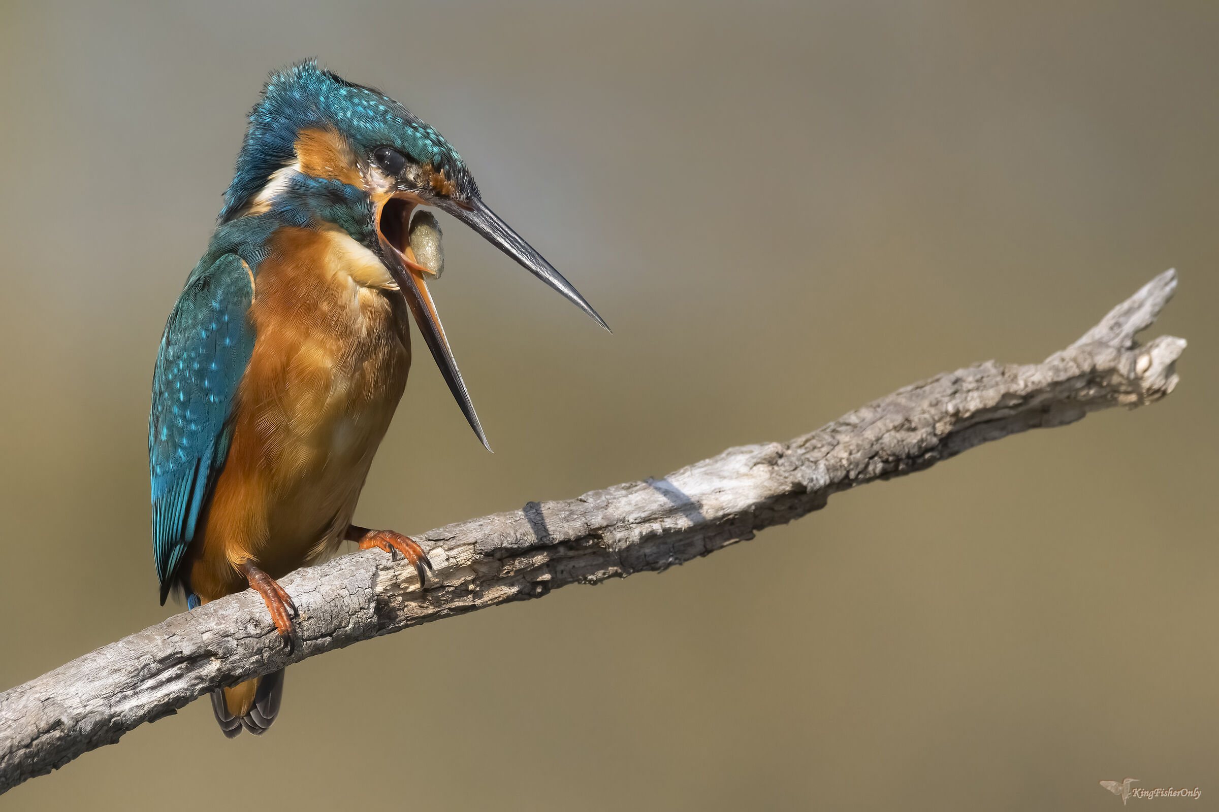 Kingfisher