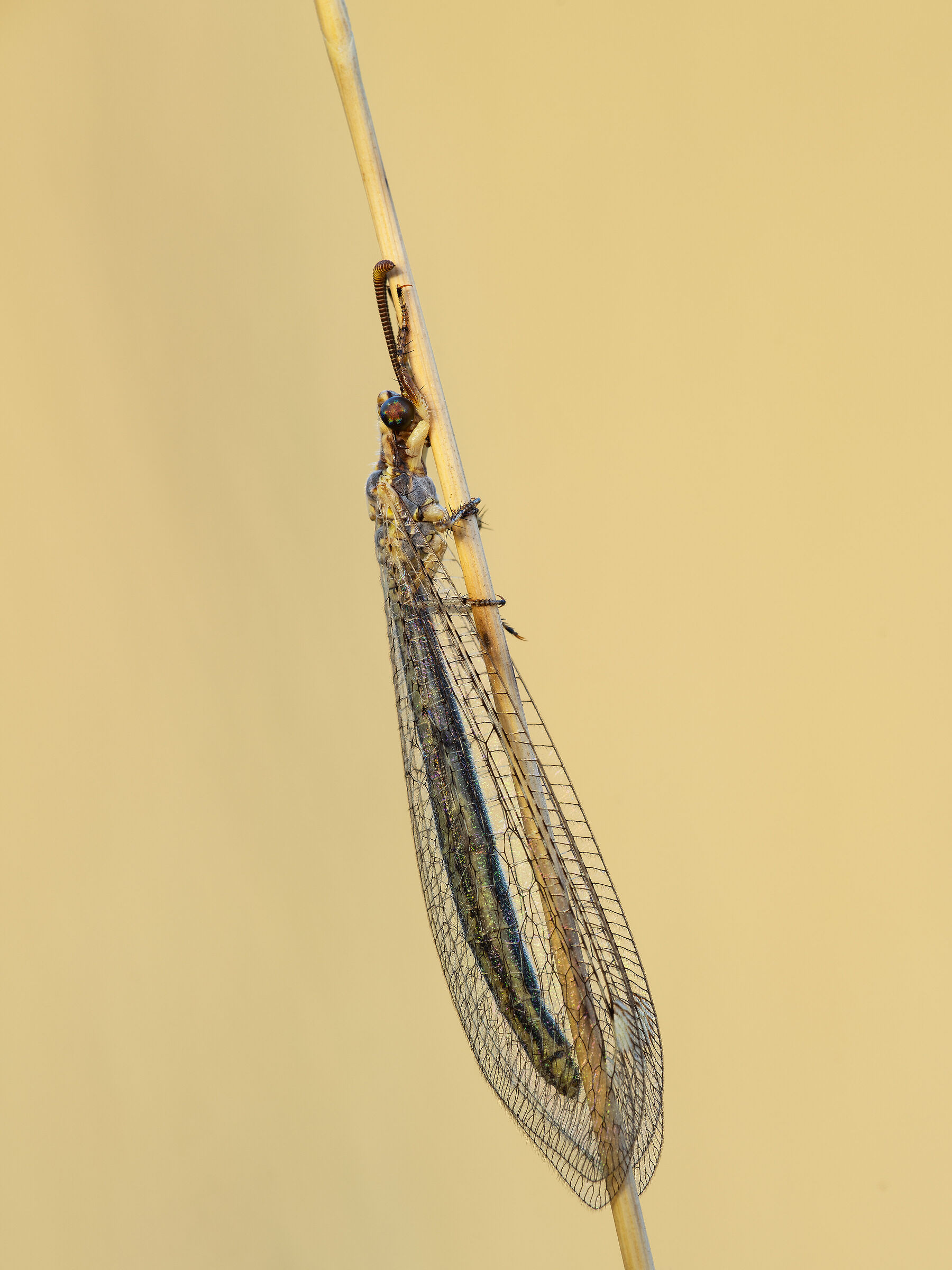 Macronemurus appendicolatus