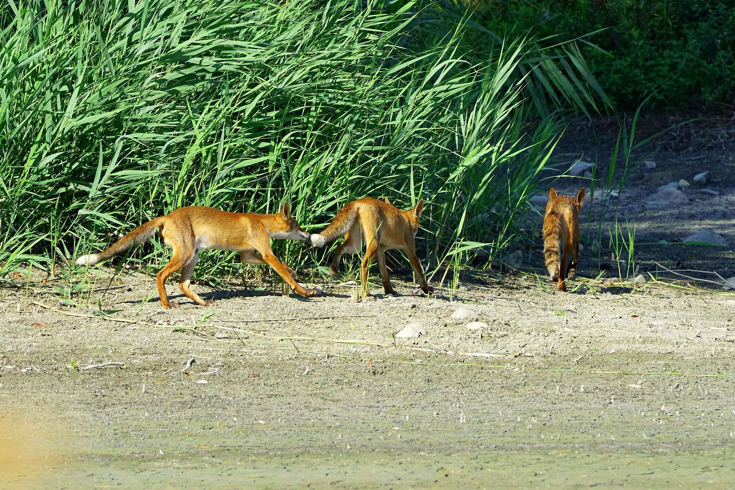 The Game - Young Foxes