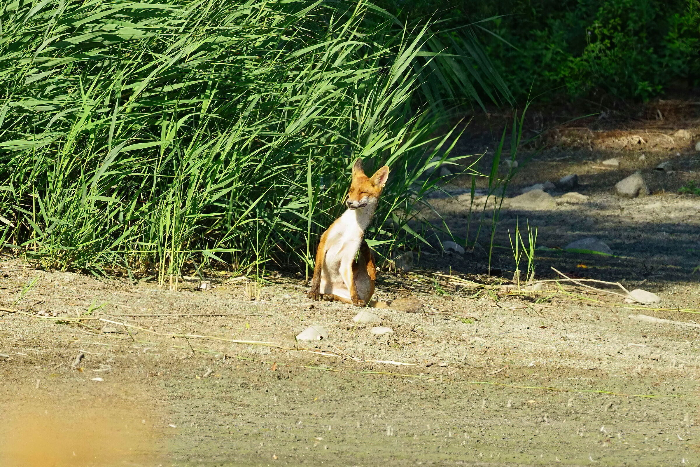 The itch - Young fox