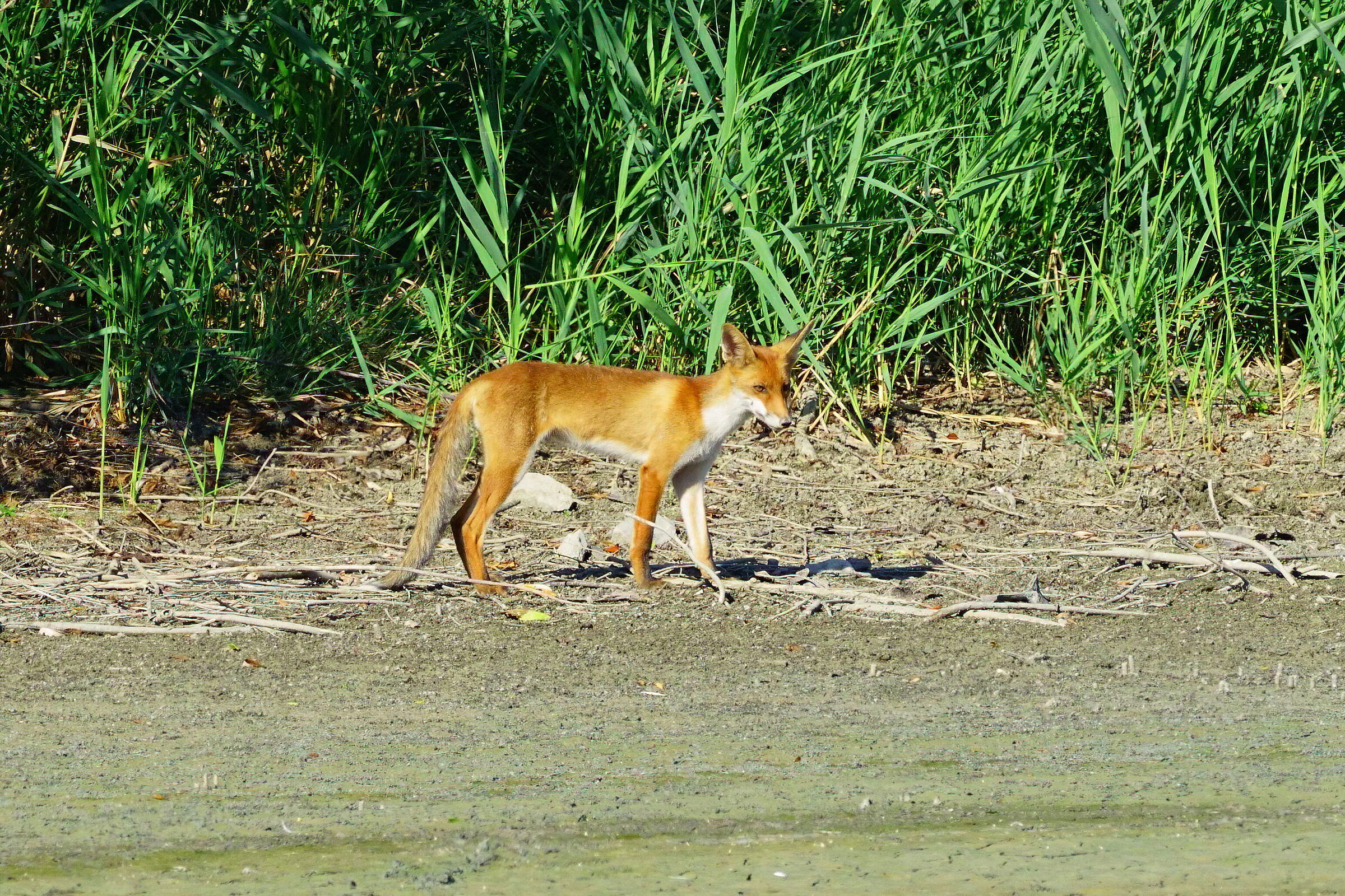 Hunting - Young fox