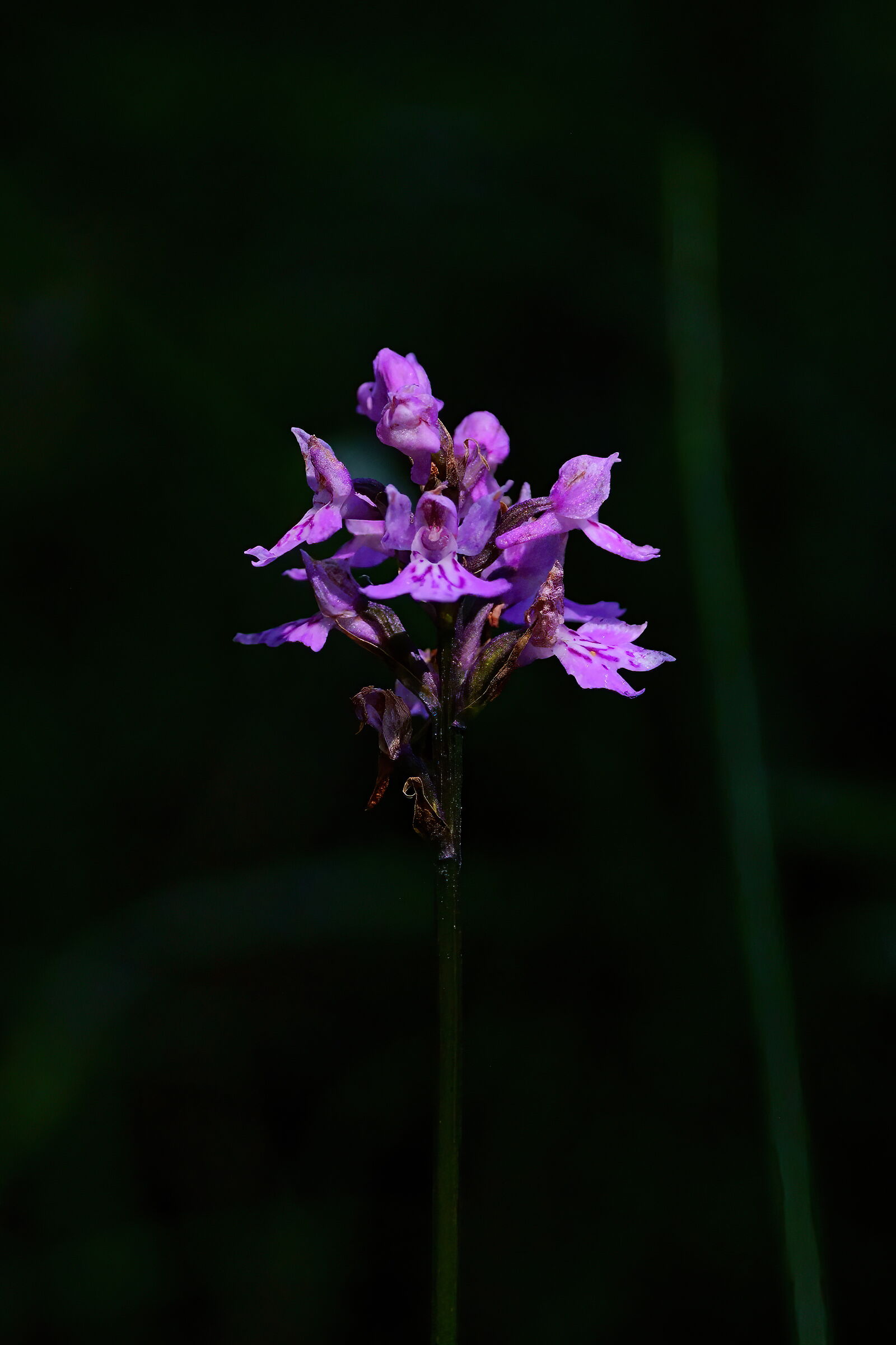 Dactylorhiza spotted