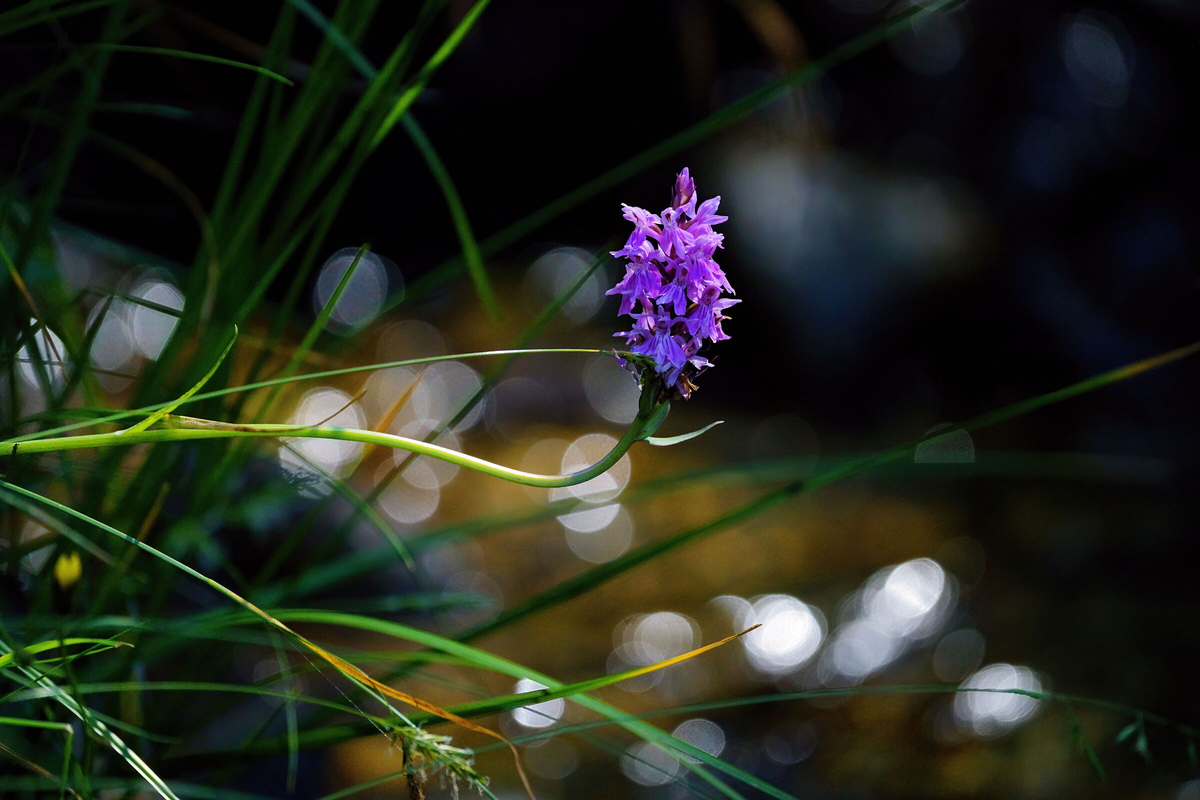 Dactylorhiza Spotted
