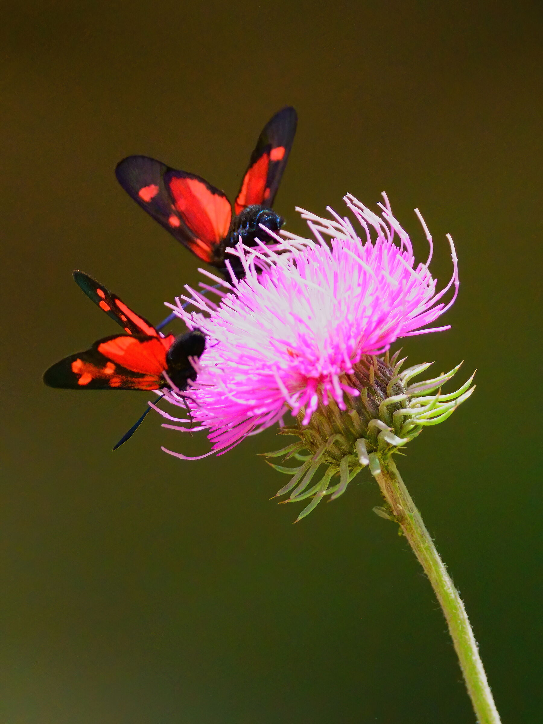 The hospitality of the thistle