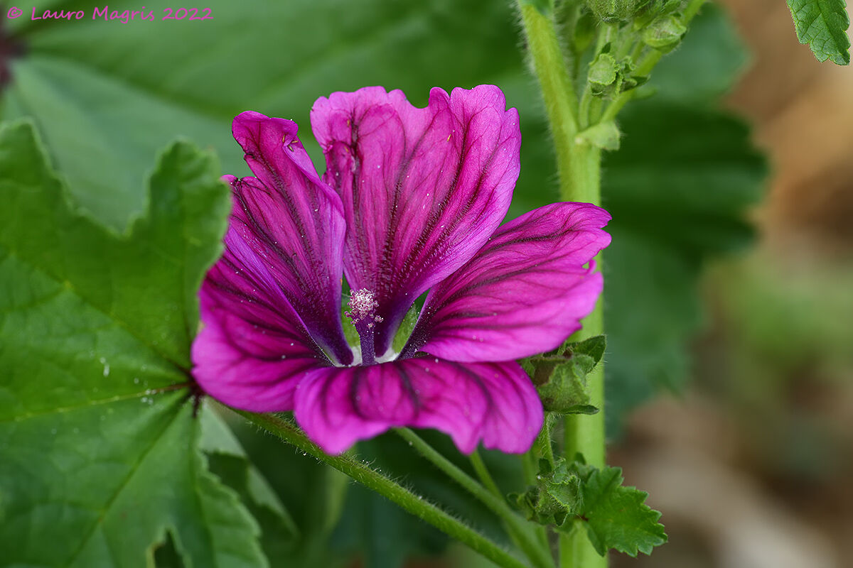 Malva sylvestris