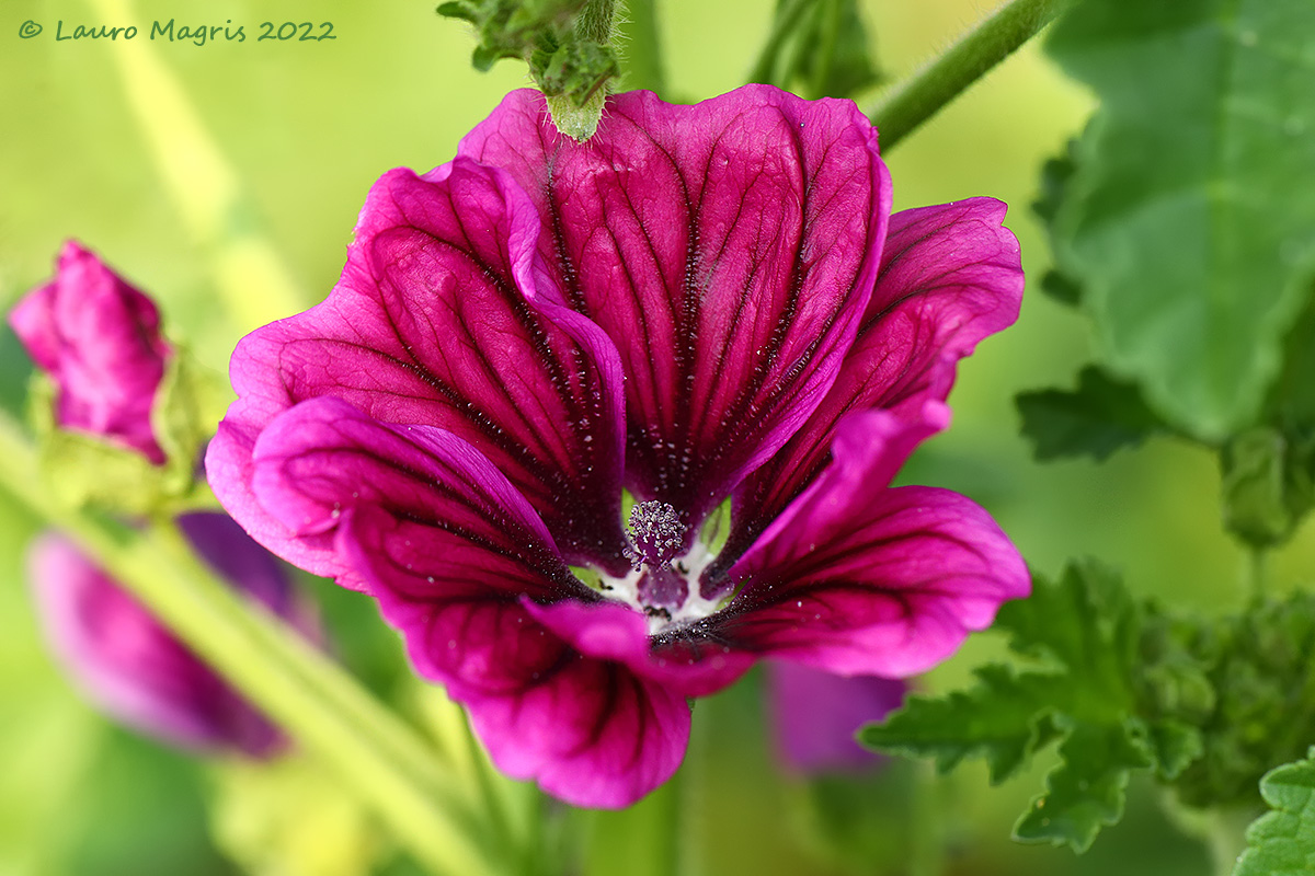 Wild mallow