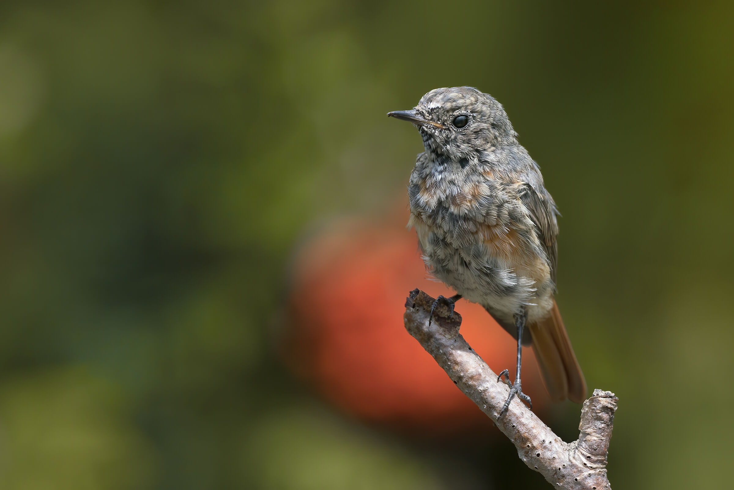 Codirosso comune juv.