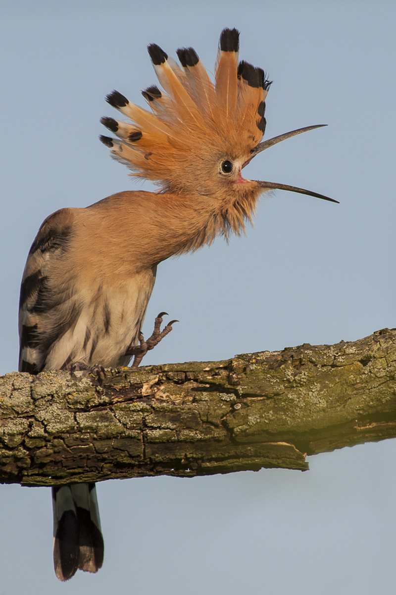 hoopoe