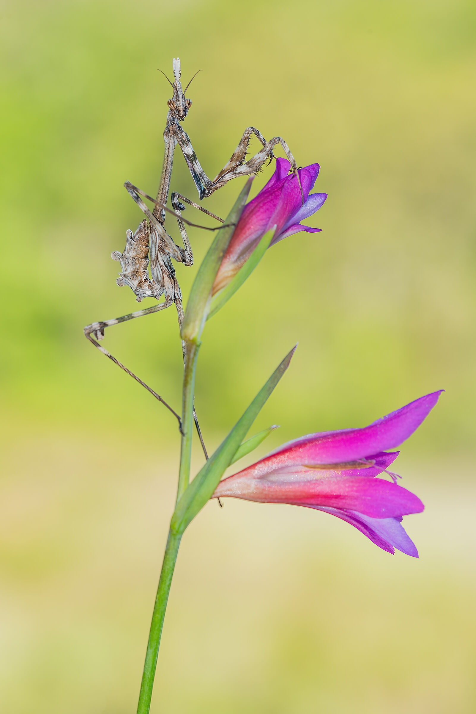 Empusa pennata (Female)