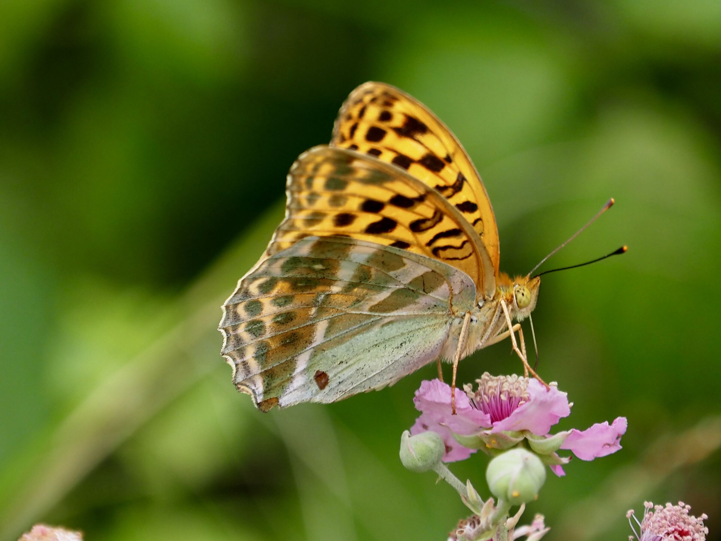 Farfalla
