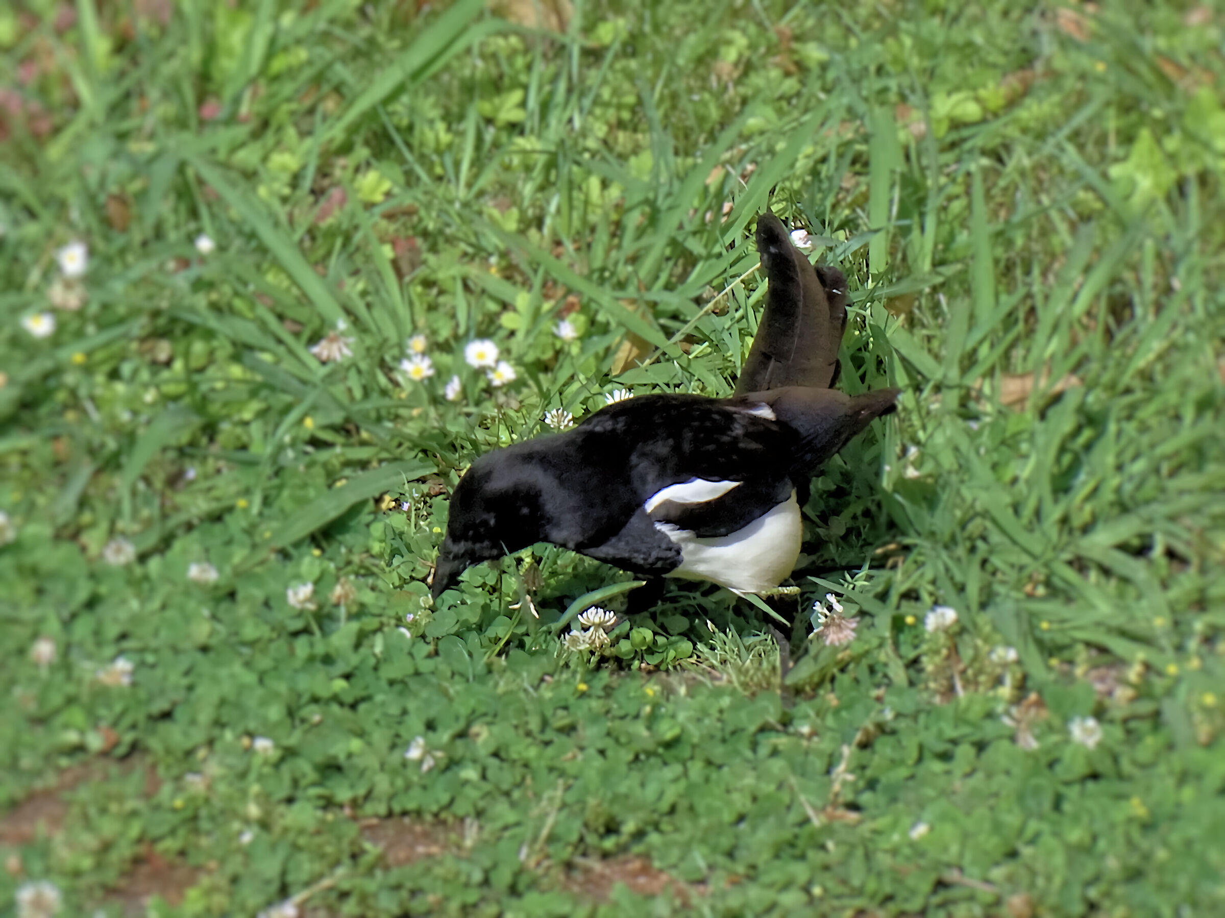 Magpie - 50X crop.1,71