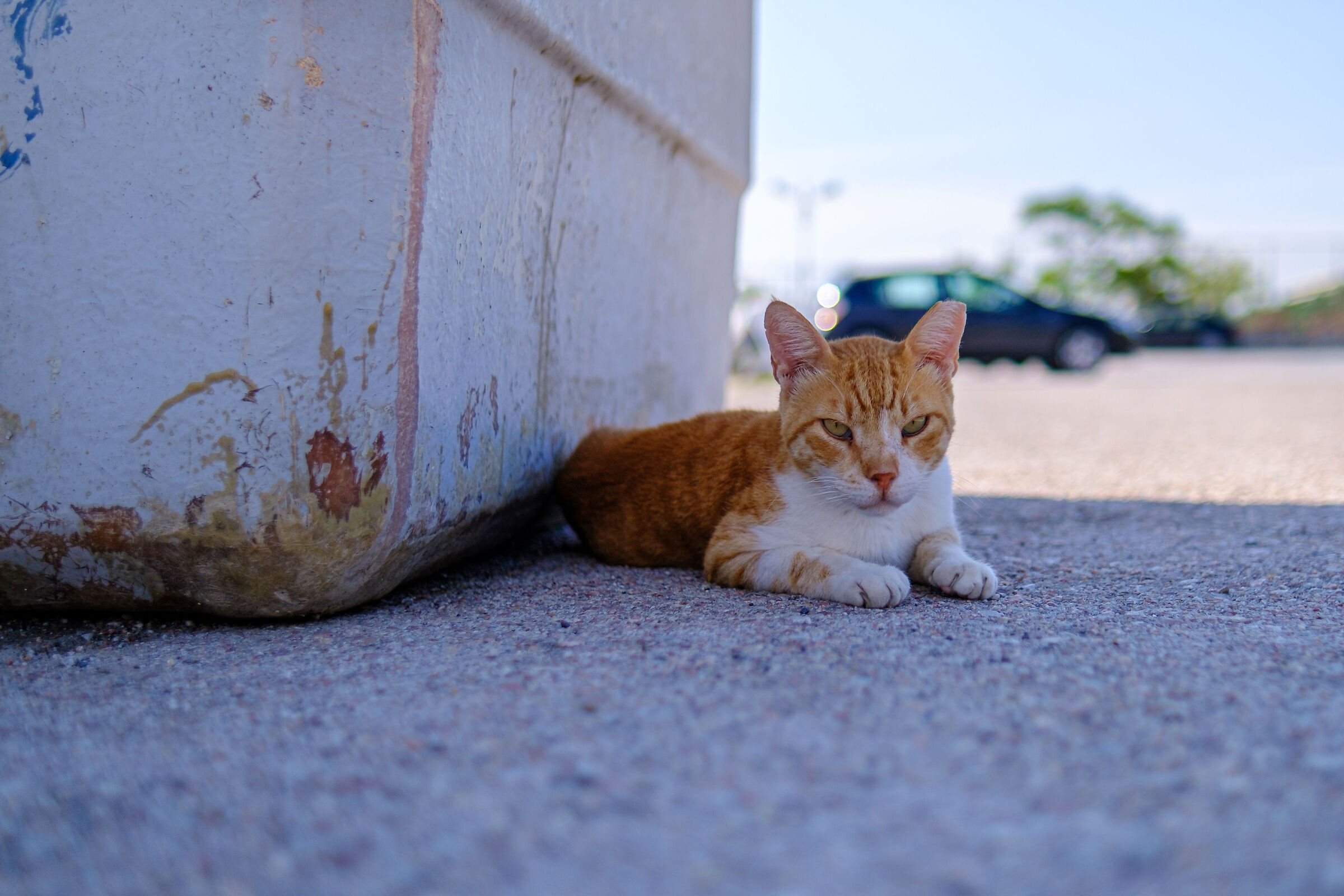 Kitten - Thessaloniki Greece