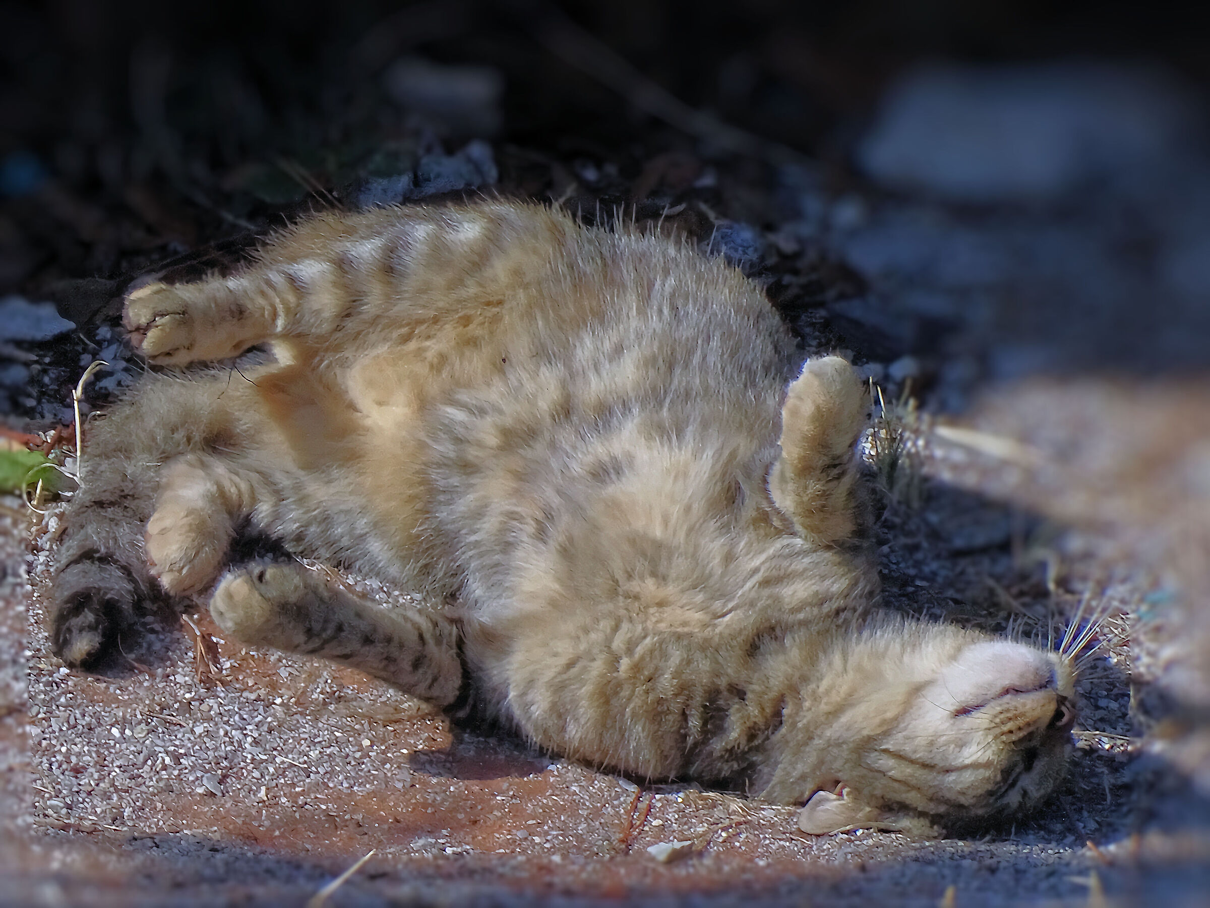 La marcatura del territorio - 50X crop.1,69