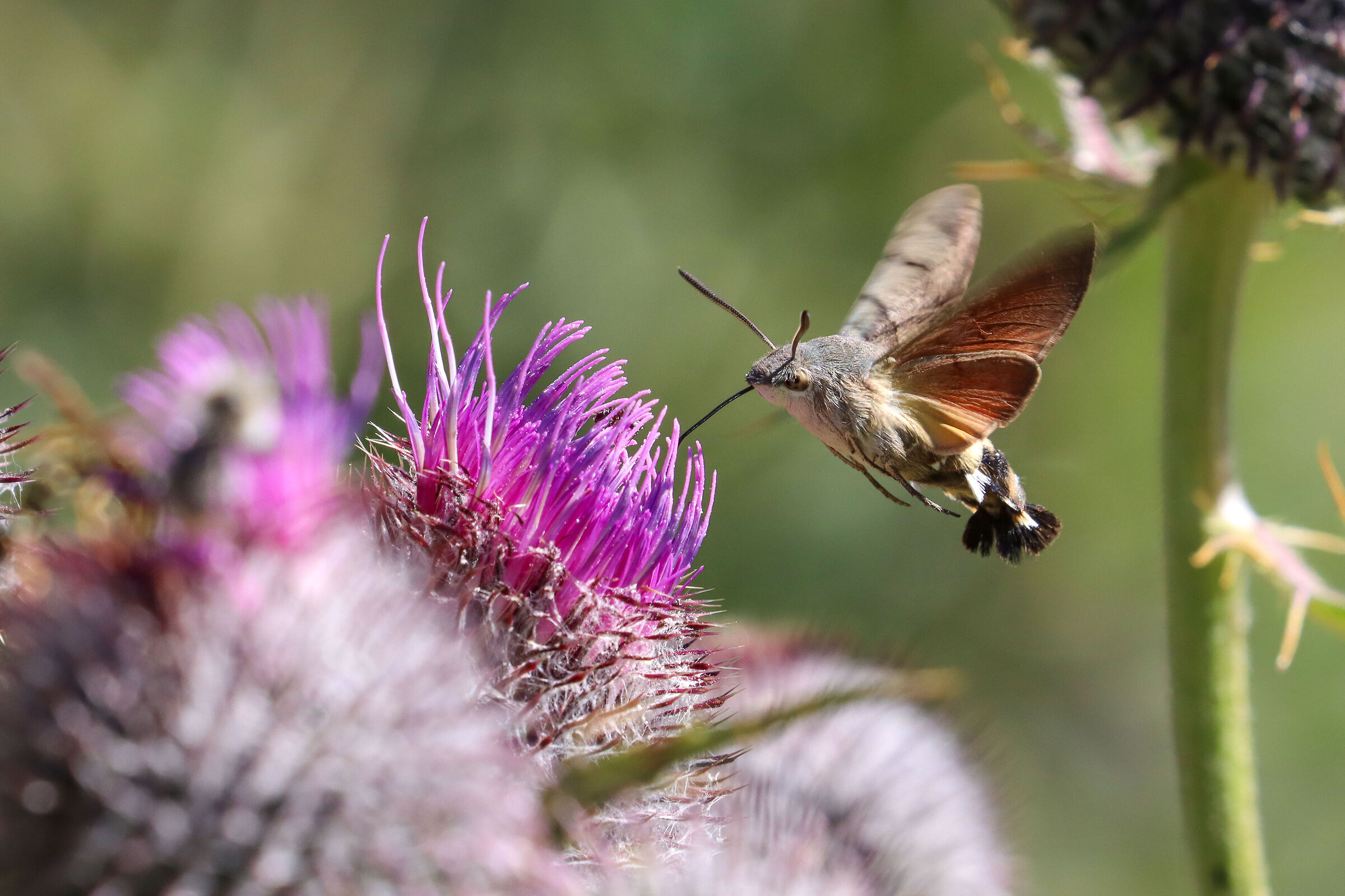 "Farfalla Colibrì" at Pian del Nivolet